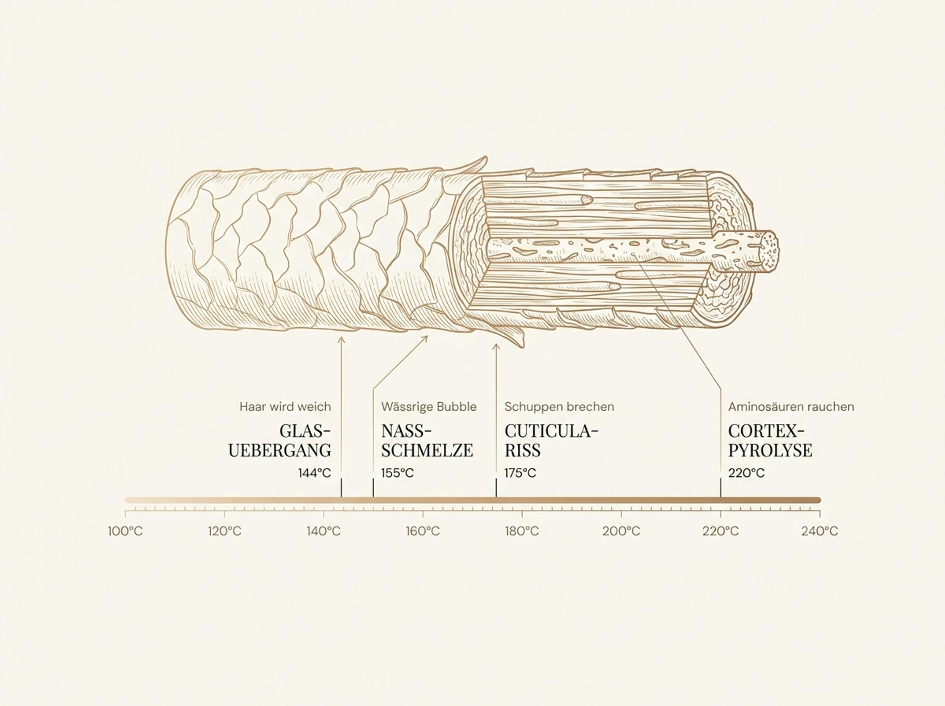 Wissenschaftliche Illustration der Hitzeschwellen für Haar – Glas-Übergangstemperatur 144 °C, Cuticula-Schmelze 175 °C, Cortex-Pyrolyse 220 °C – auf cremigem Hintergrund in warmen Goldtönen