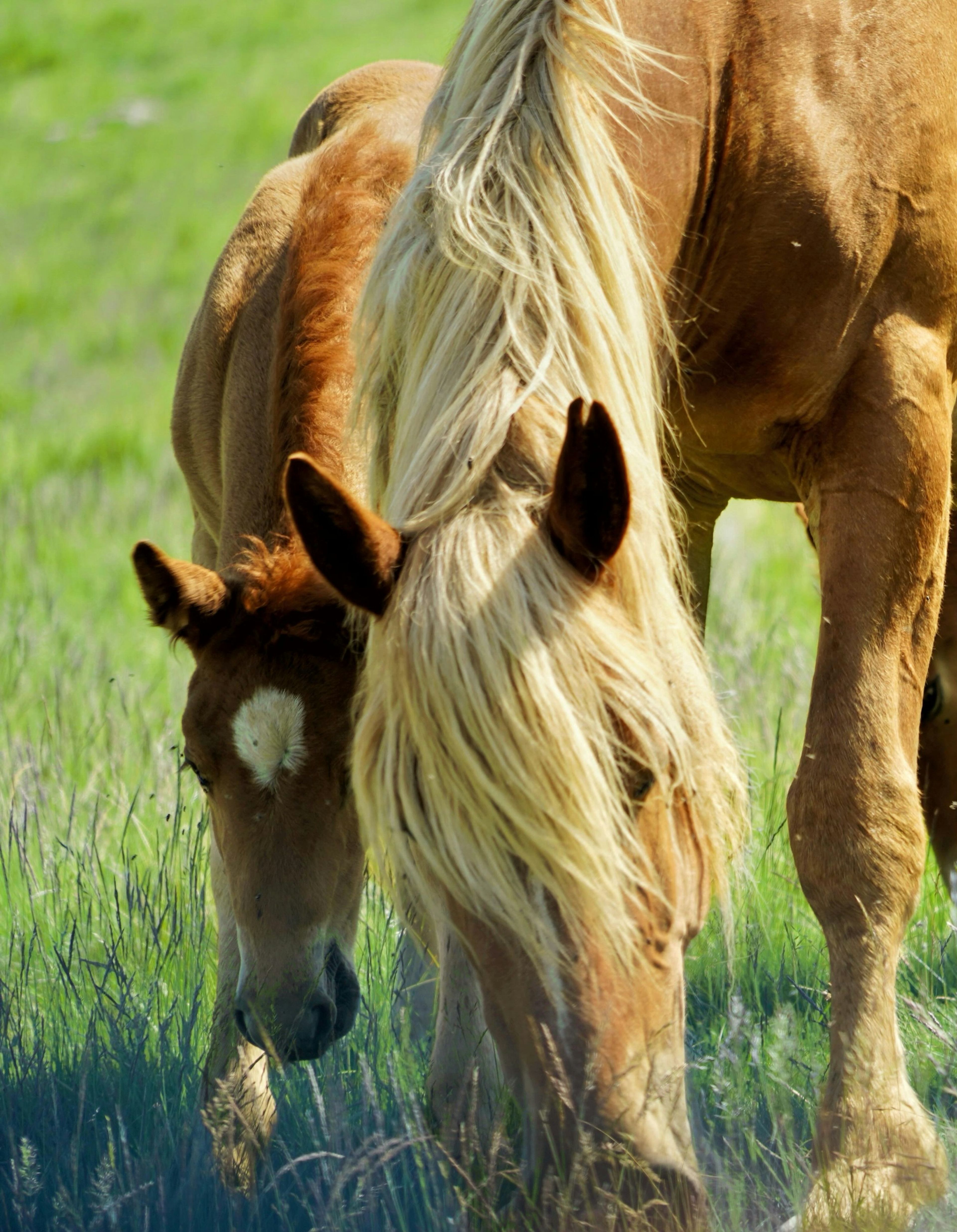 A mare grazing beside her foal