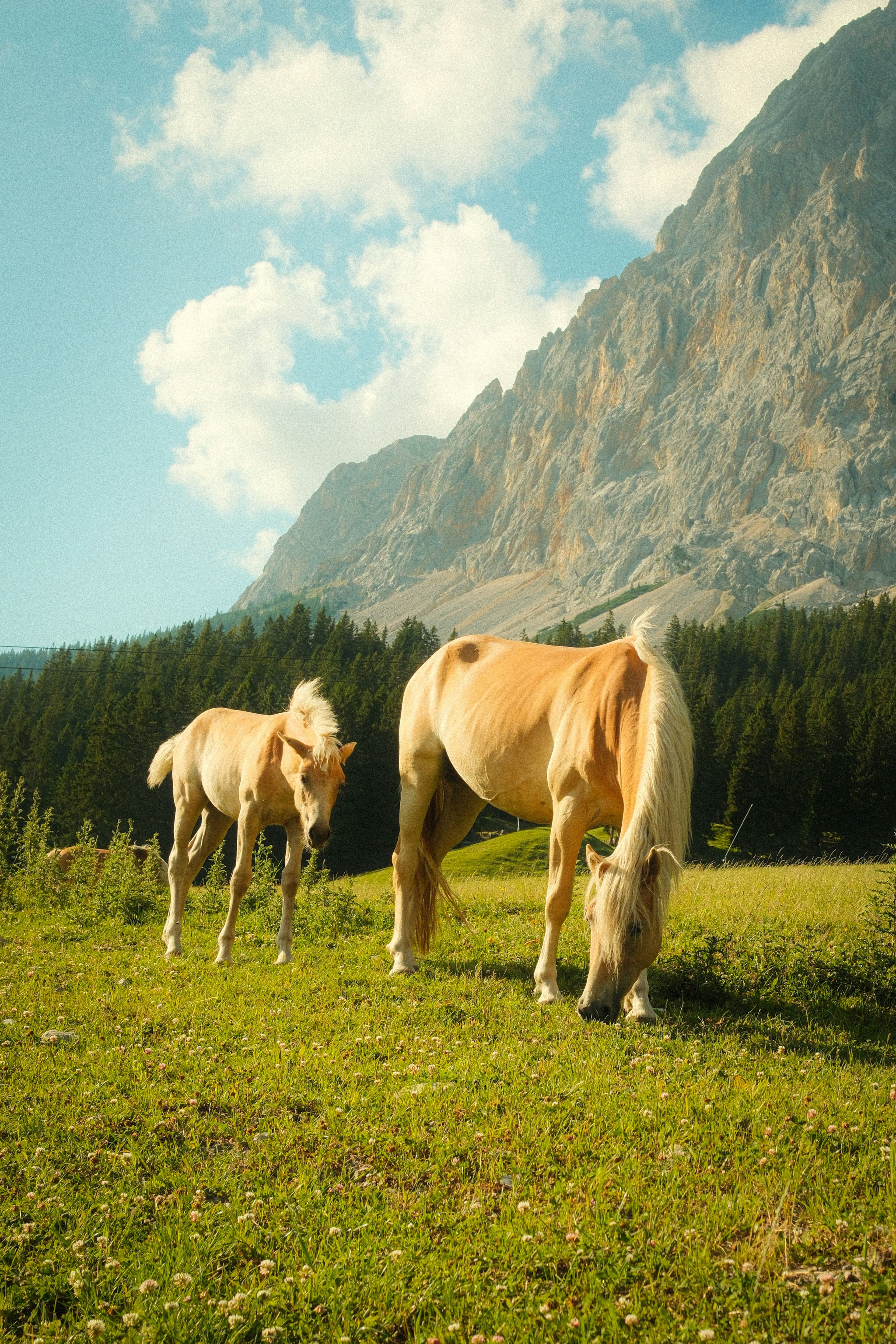 Mares grazing in a mountain meadow
