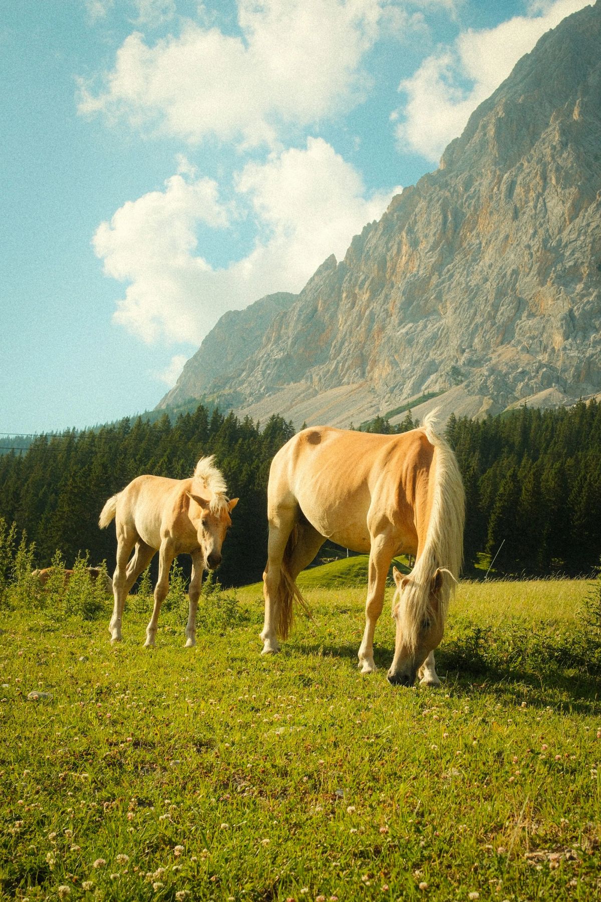 Mares grazing in a mountain meadow