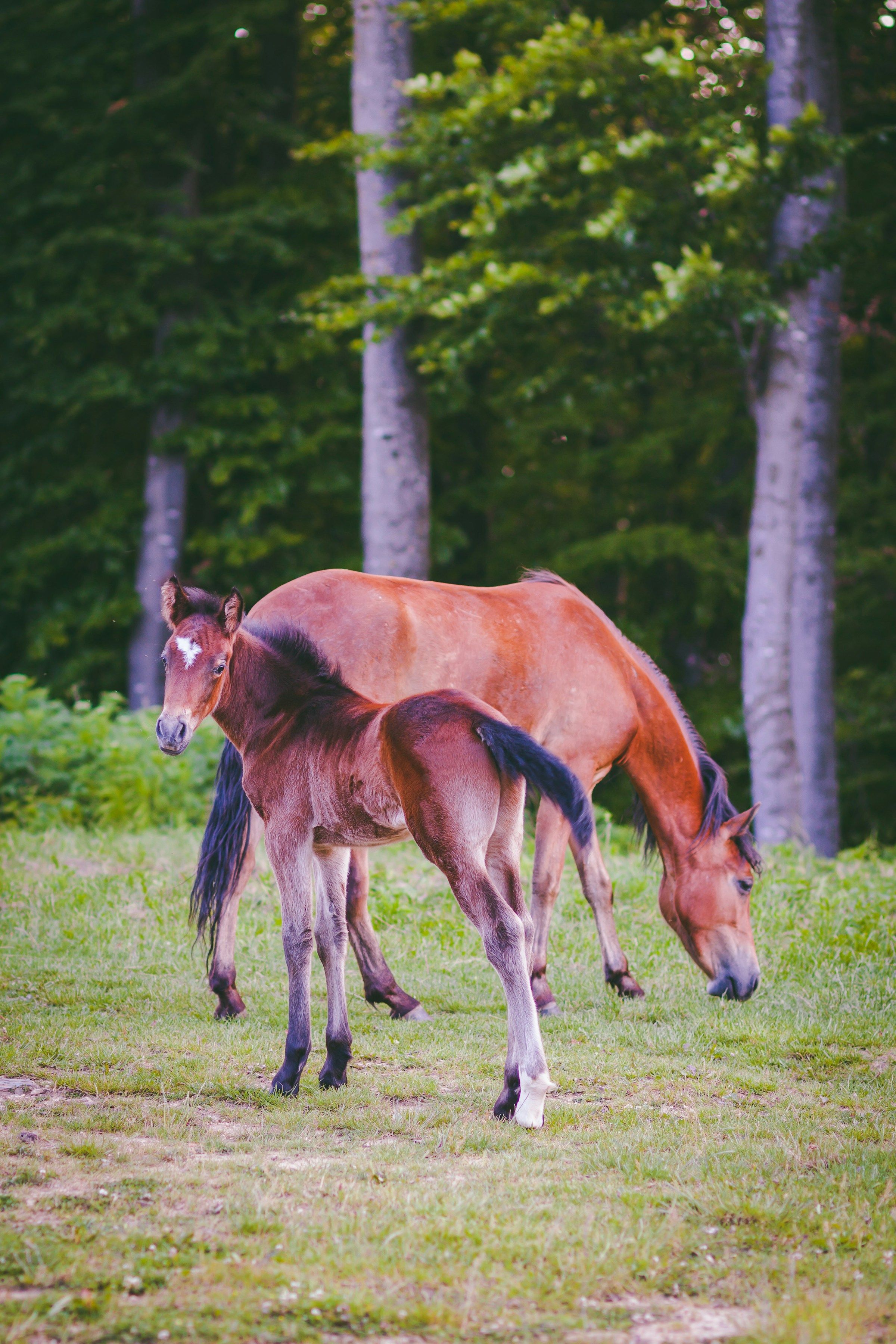 A dark foal in the grass