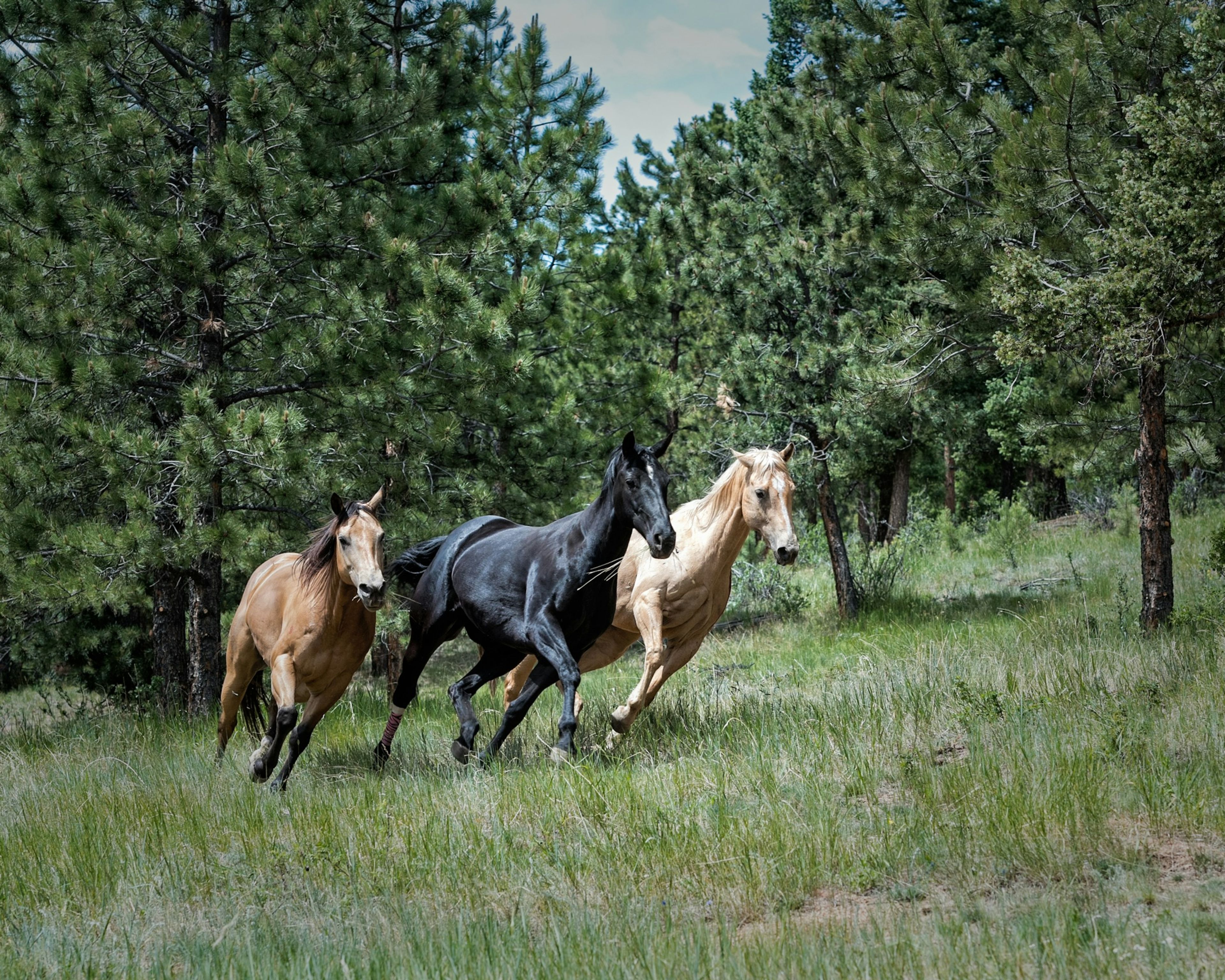 Young horses running through a pine meadow