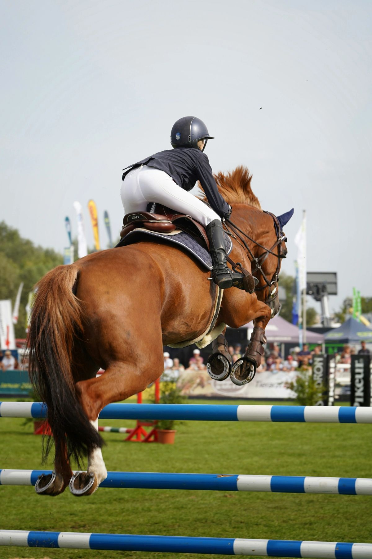 A bay horse clearing an upright fence