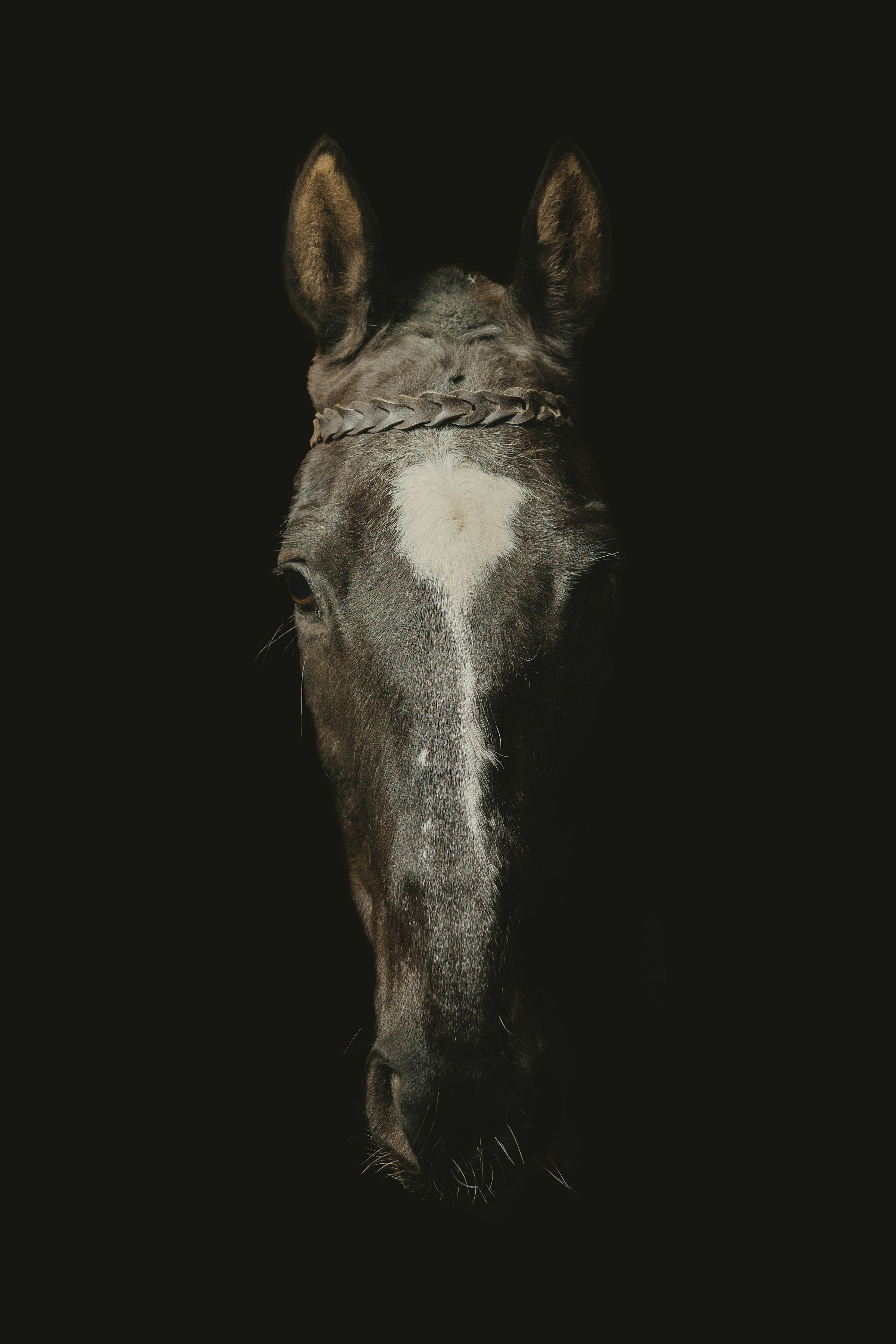 A dark horse's face in shadow