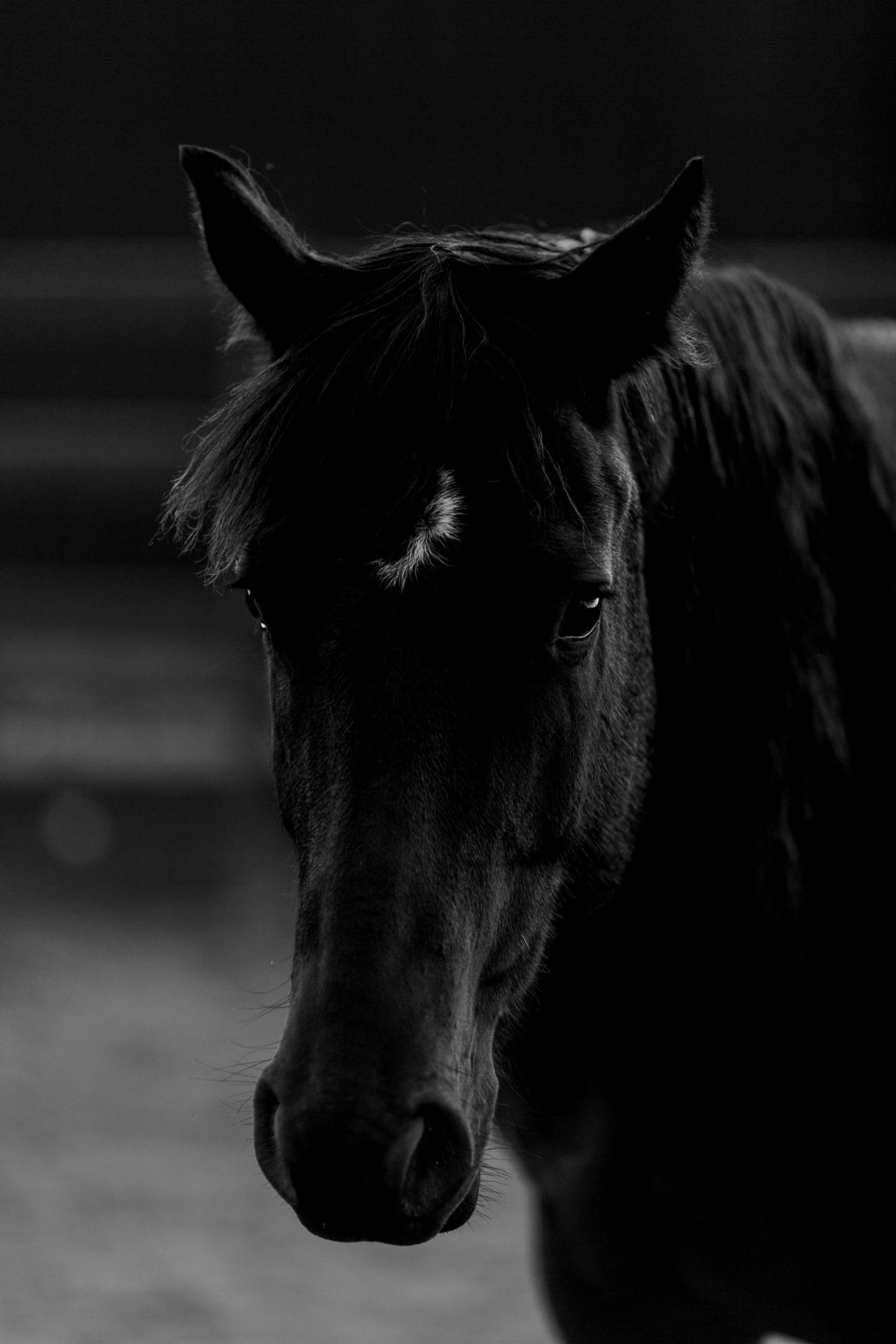 Valerian in black and white, ears forward