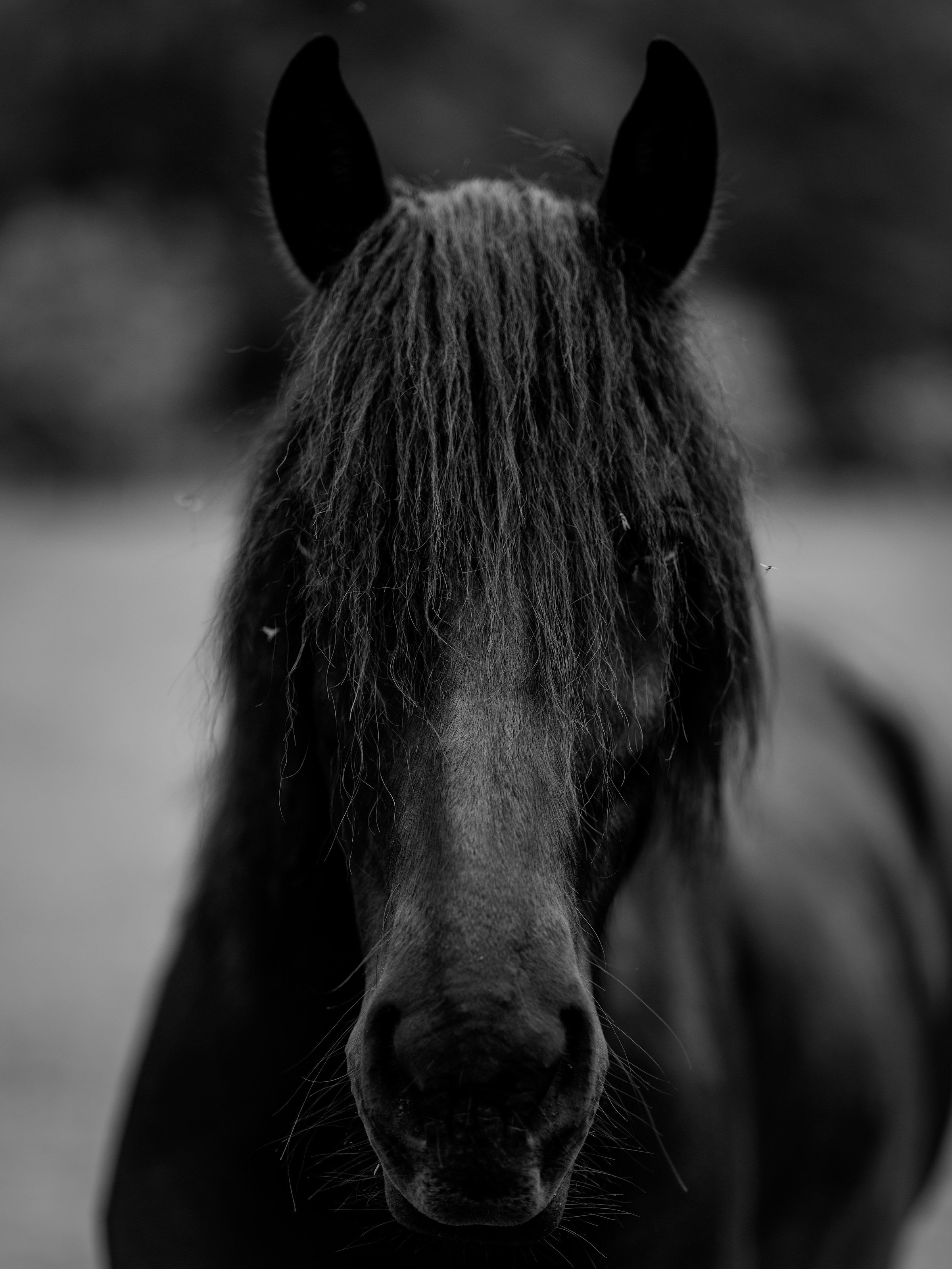 Nocturne with his forelock over his eyes