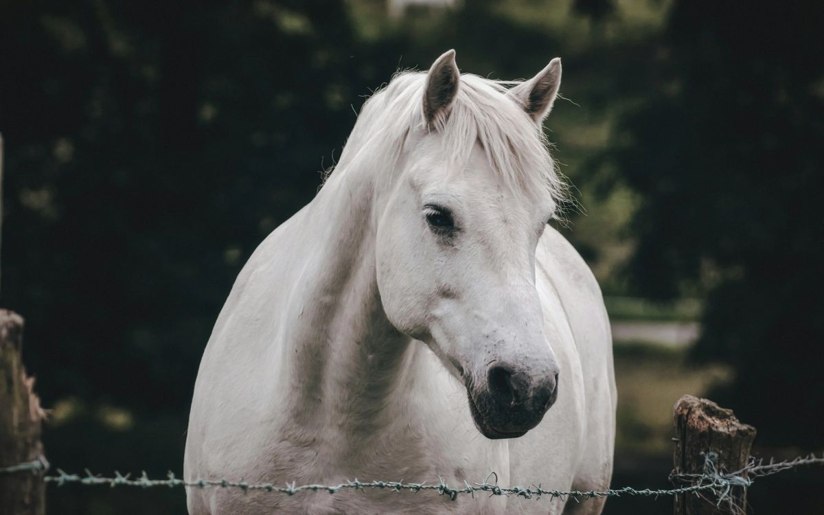 Castellan, a grey stallion, standing in a dark field