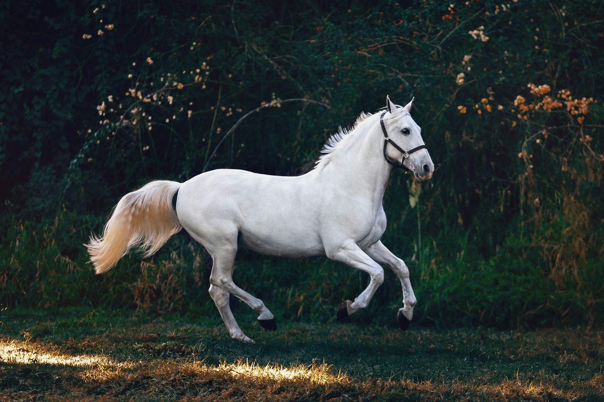A grey galloping in the meadow
