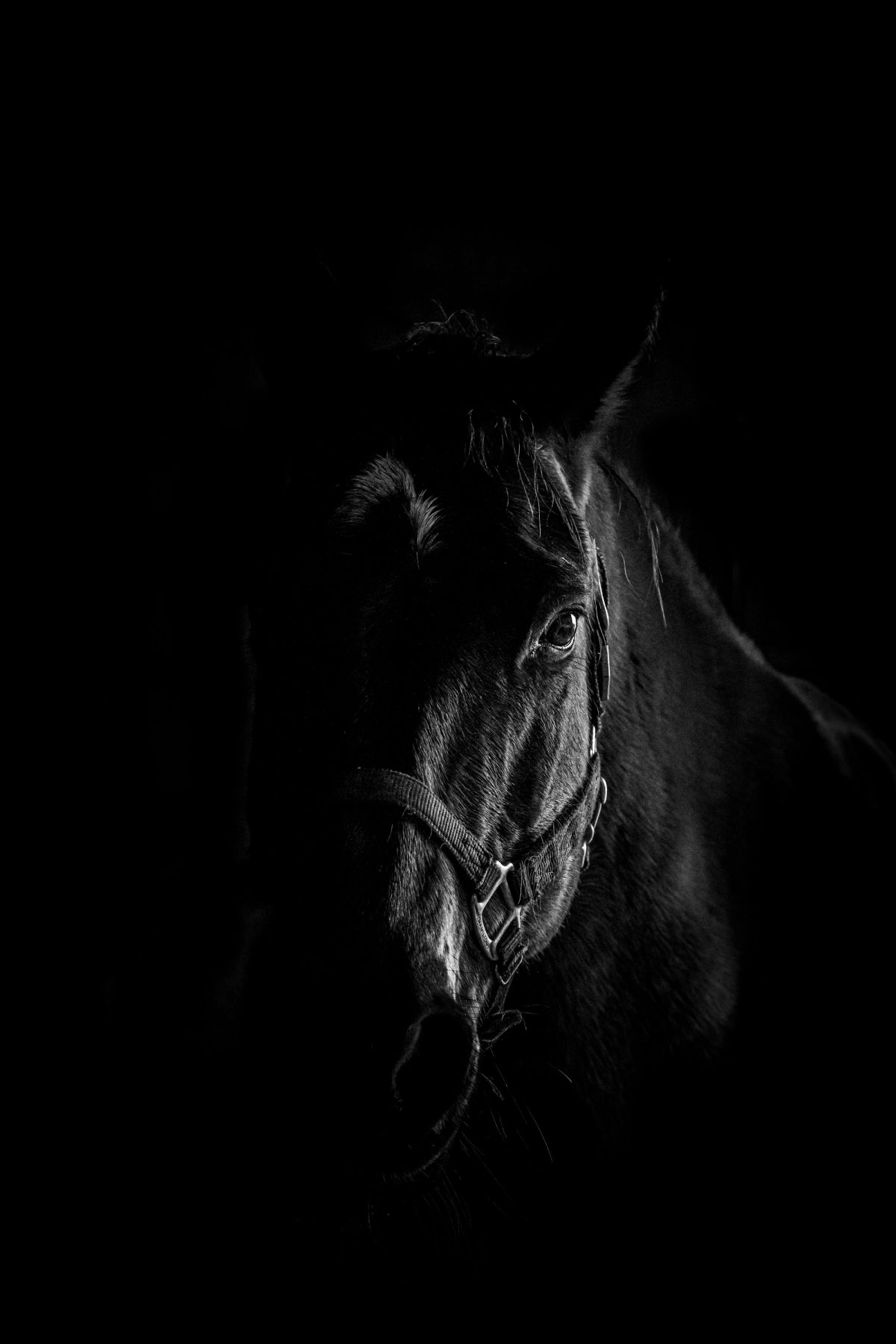 Nocturne, a young black horse with a long mane