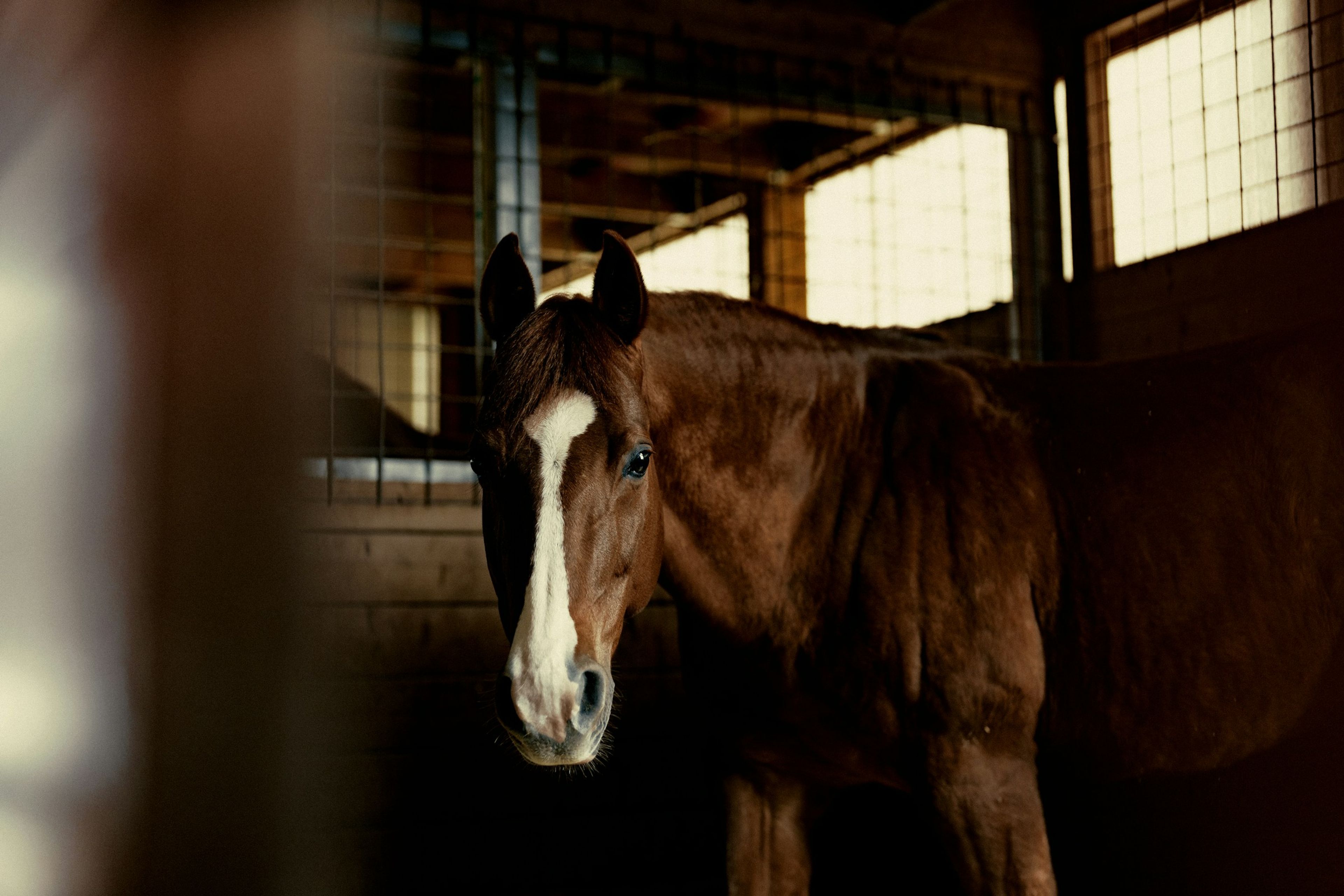 Maréchal standing in the barn