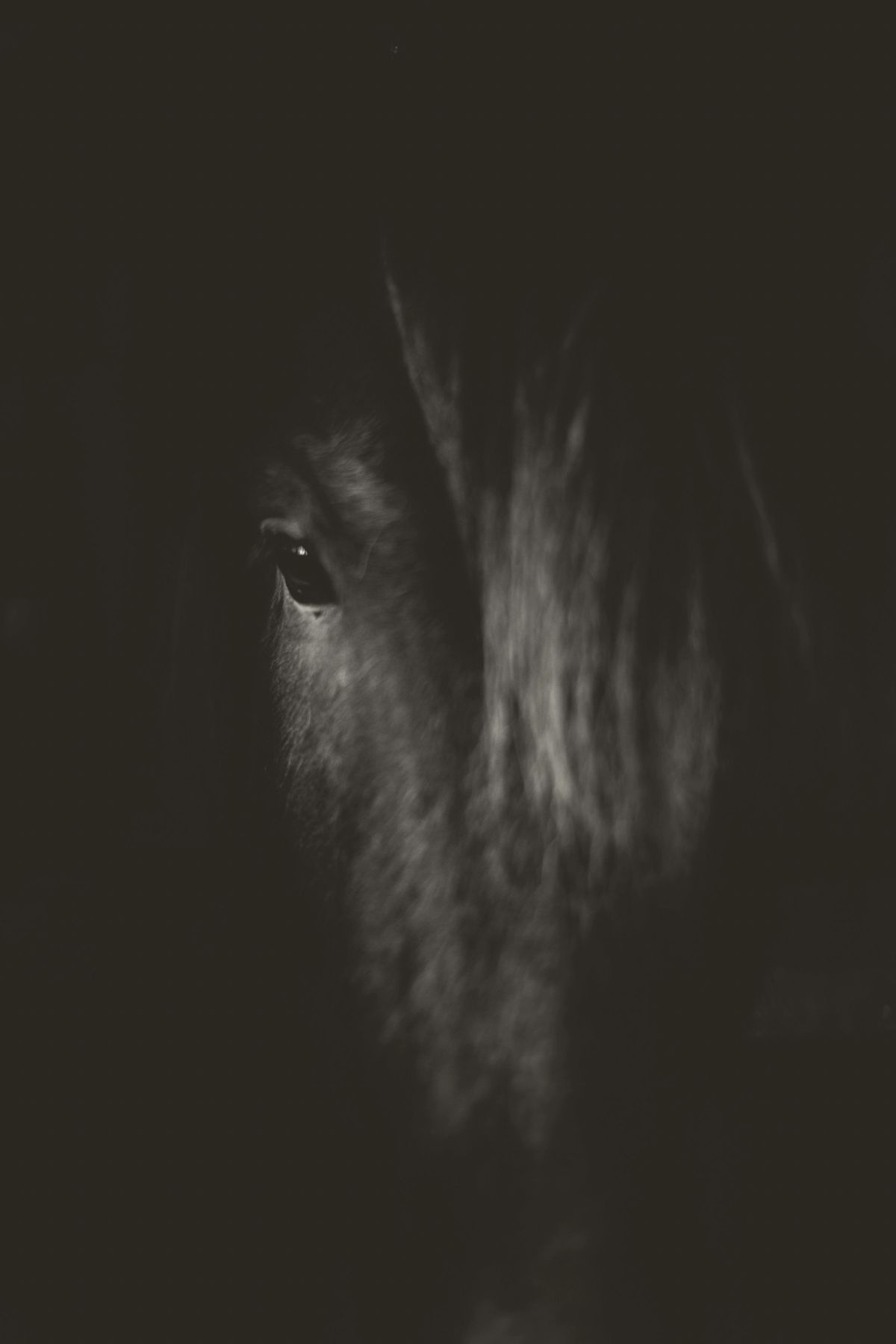 A black stallion's eye in the dark