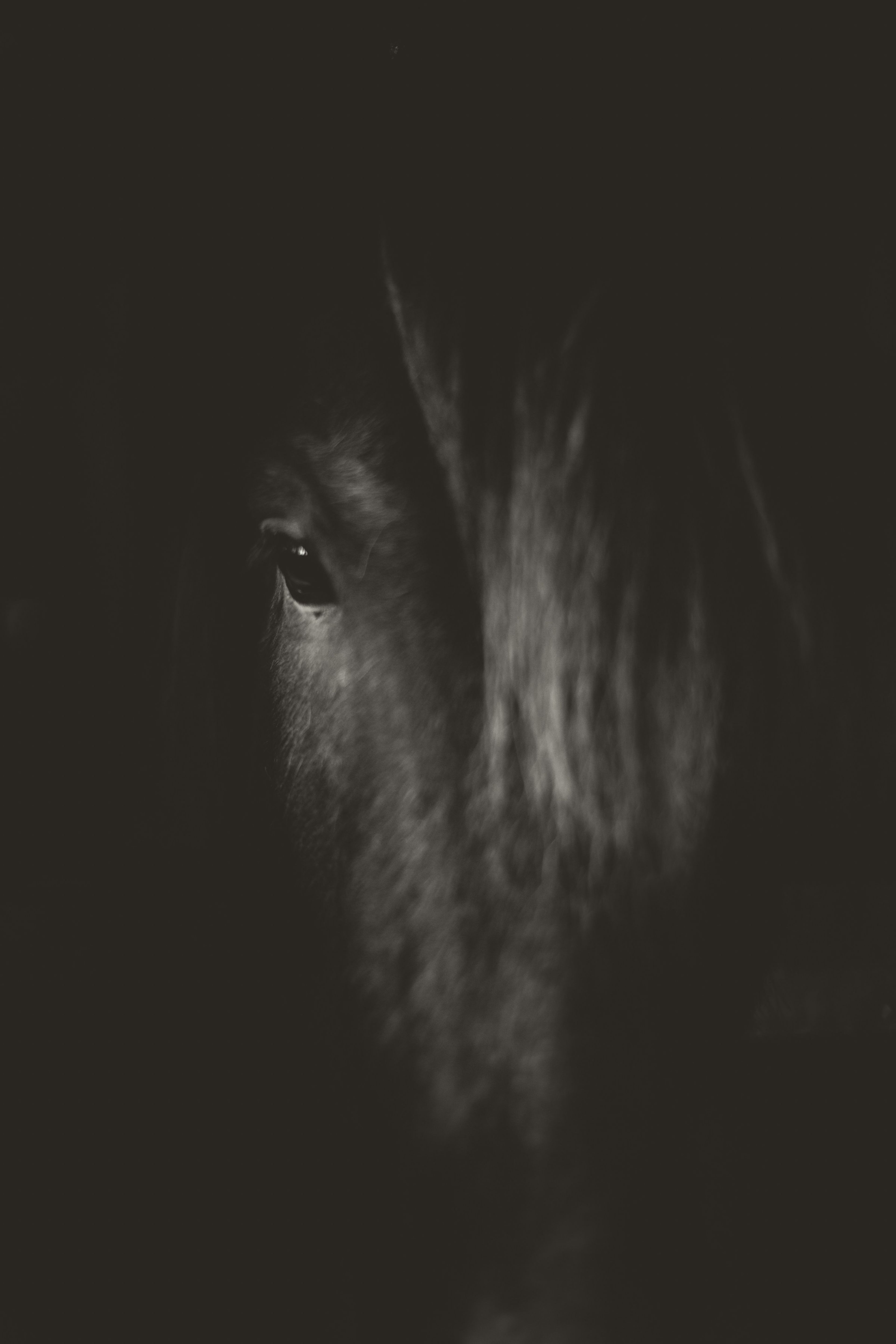 A black stallion's eye in the dark
