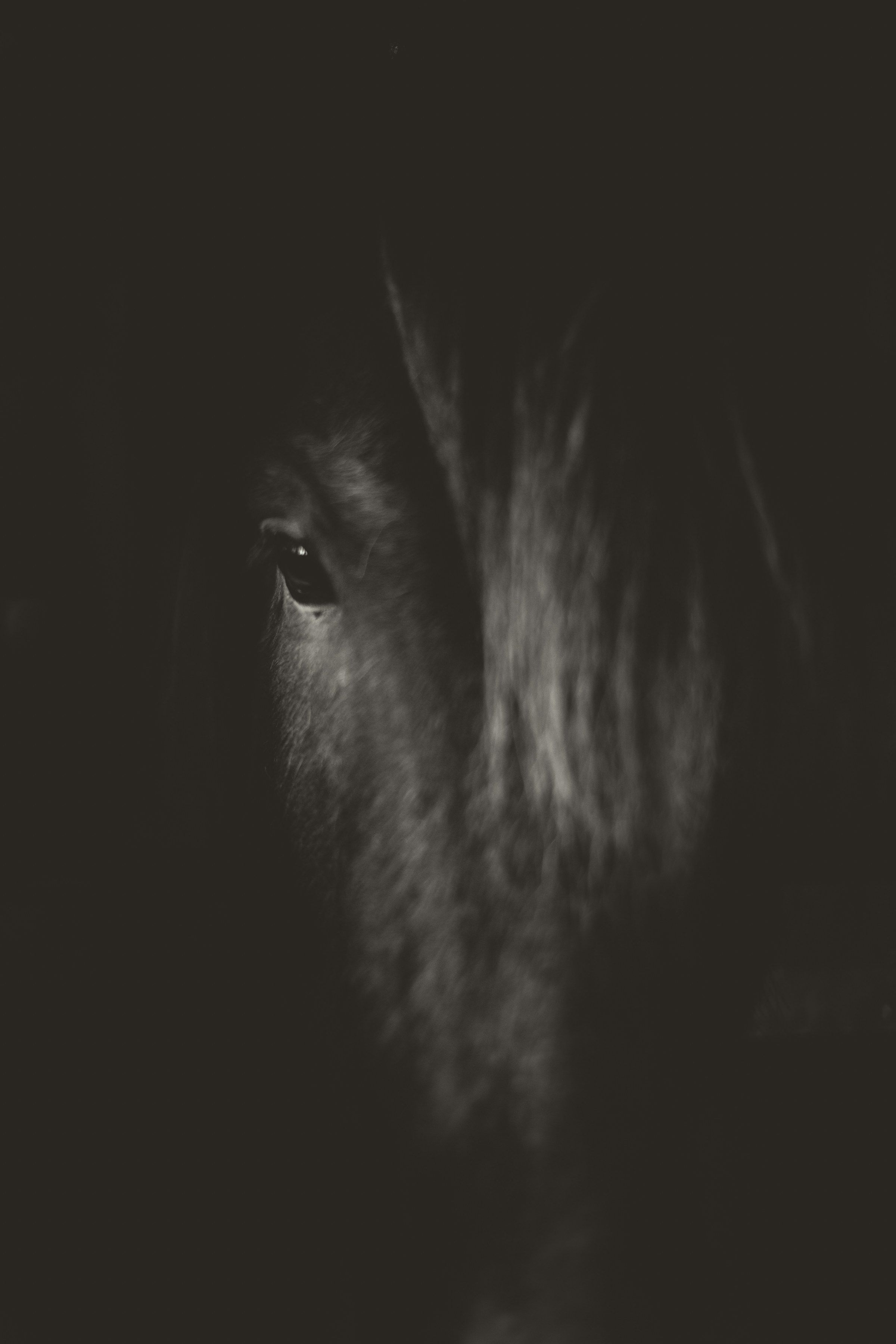 A black stallion's eye in the dark