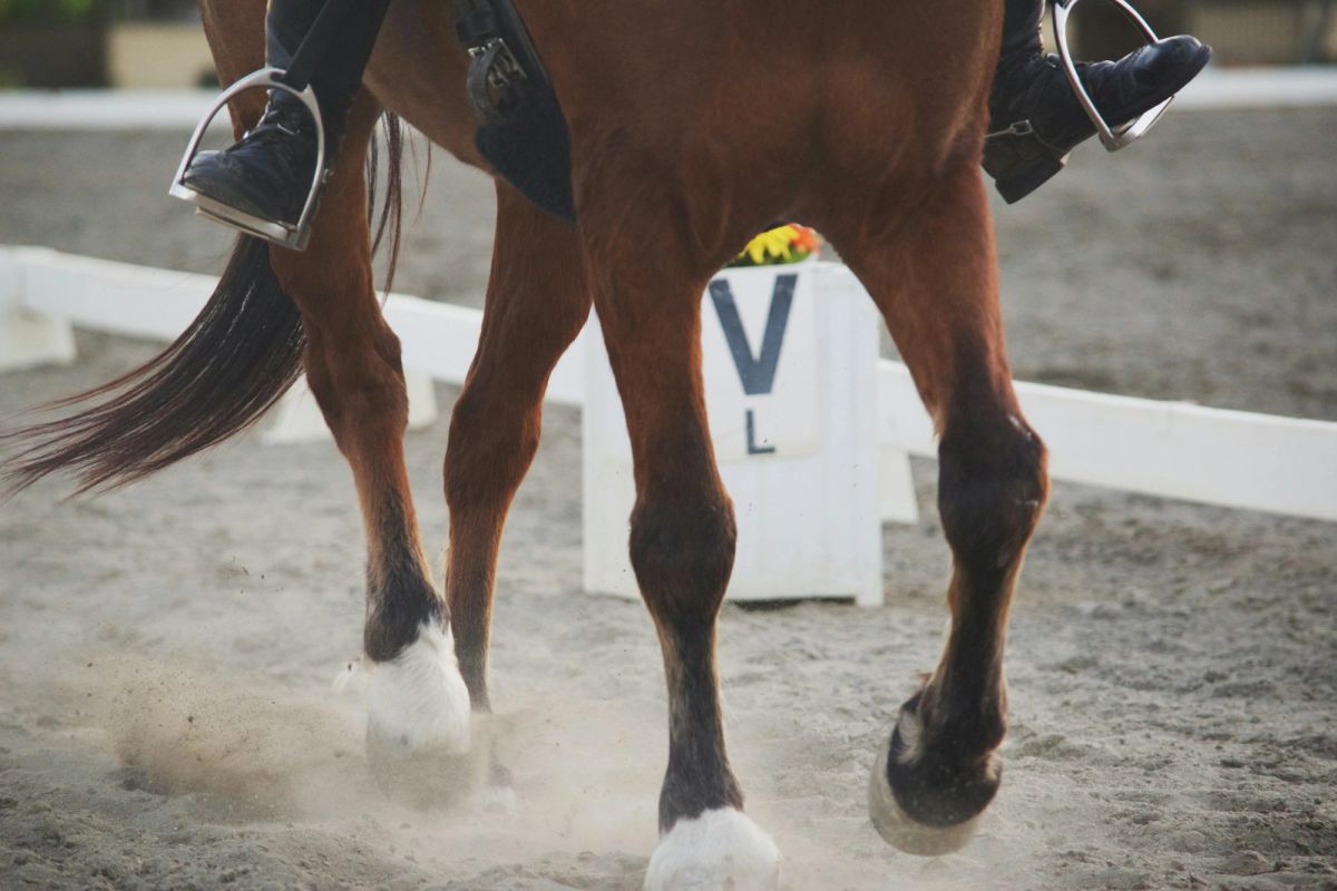 A horse trotting in the arena