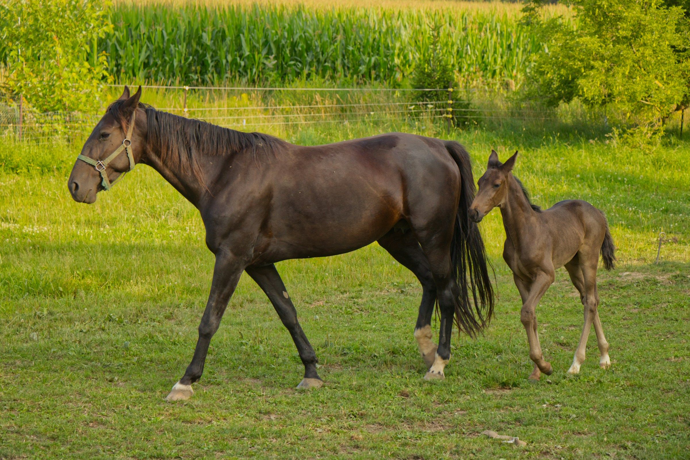 A mare and foal walking in a field