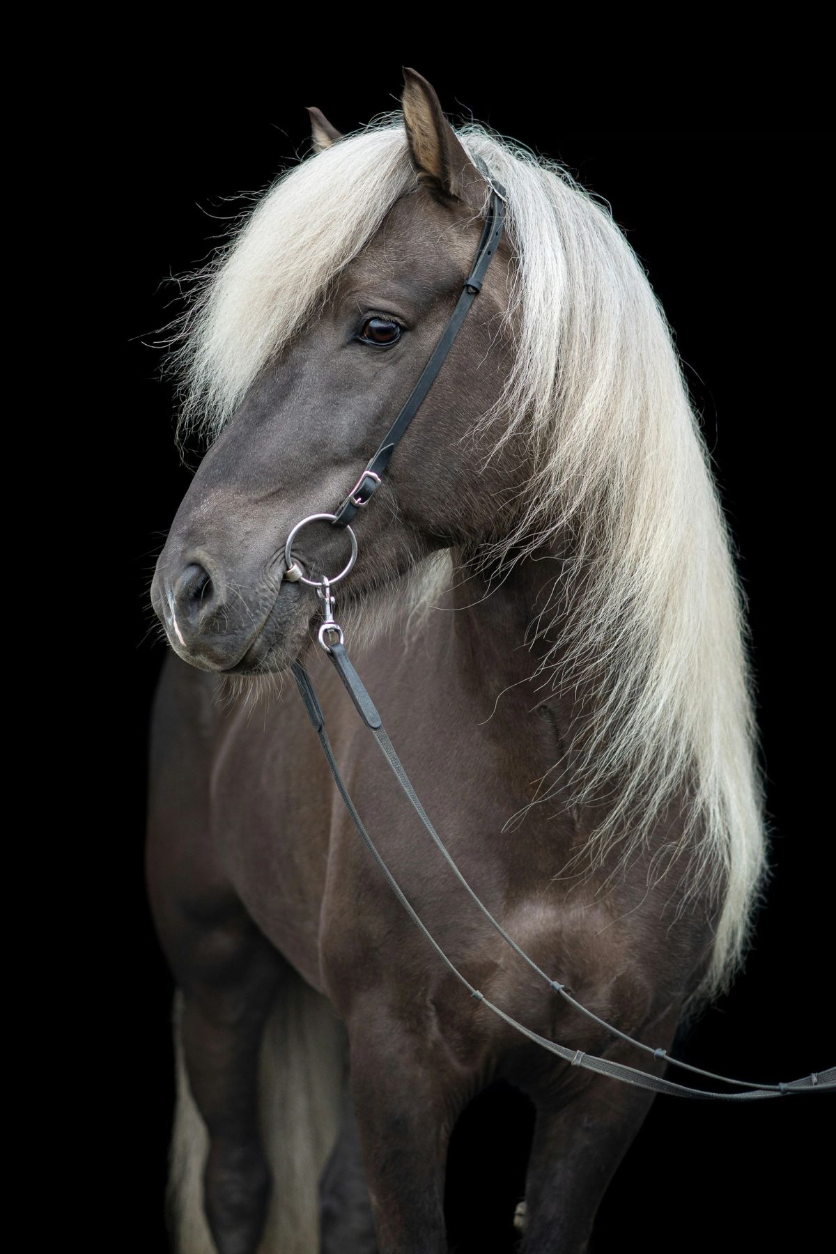 Belle de Nuit, a dark mare with a flaxen mane
