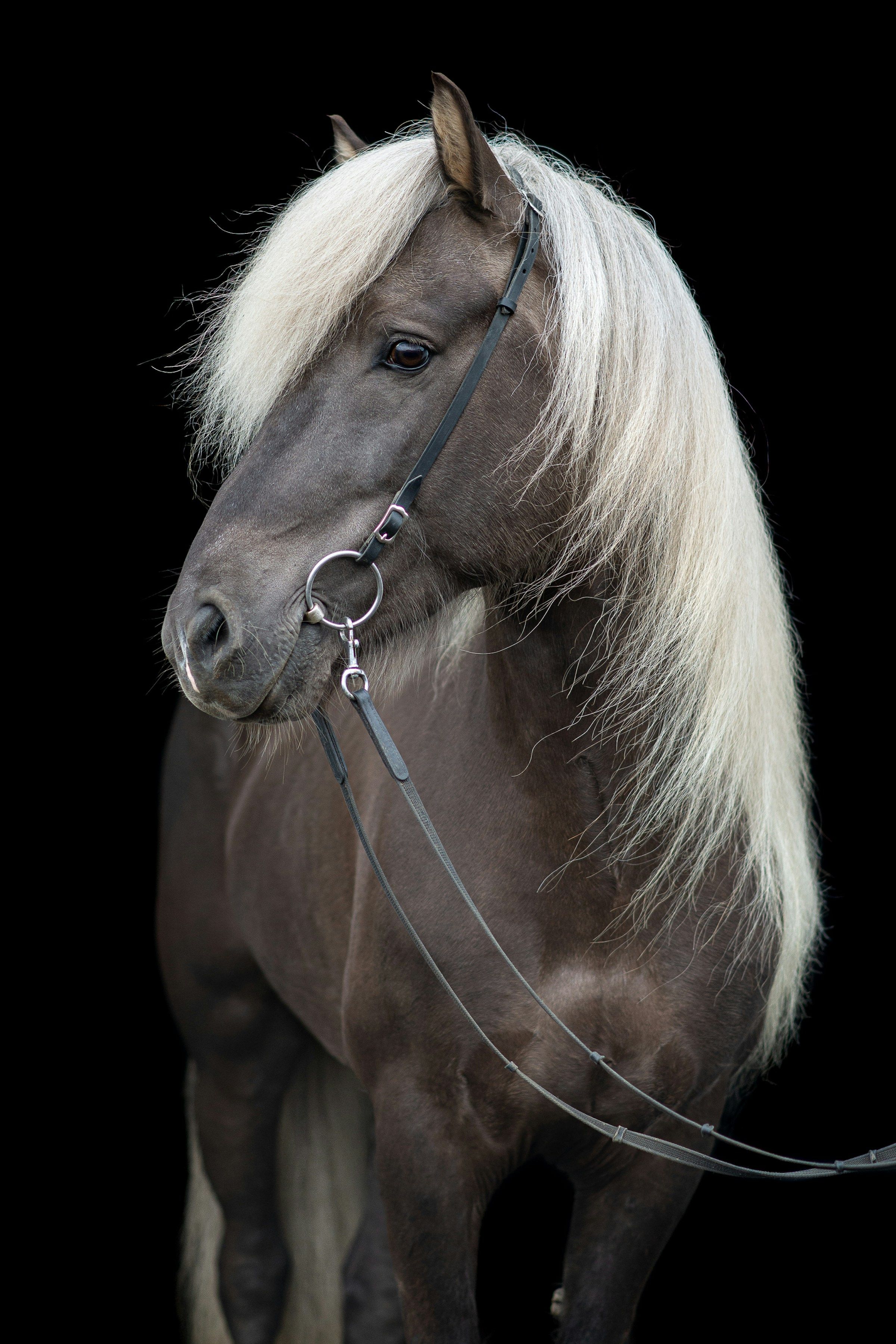 Belle de Nuit, a dark mare with a flaxen mane