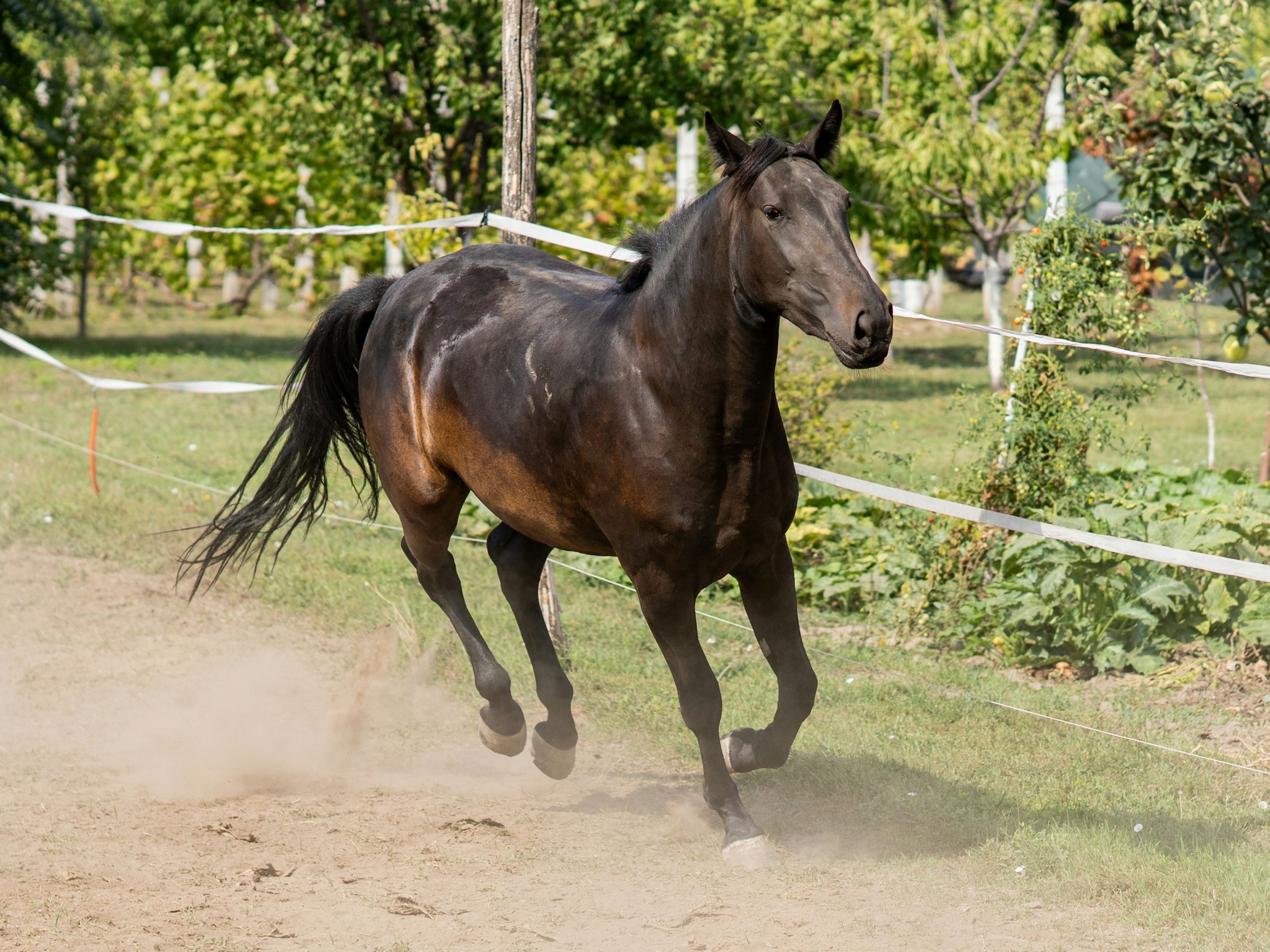 A dark young horse cantering in a dusty arena