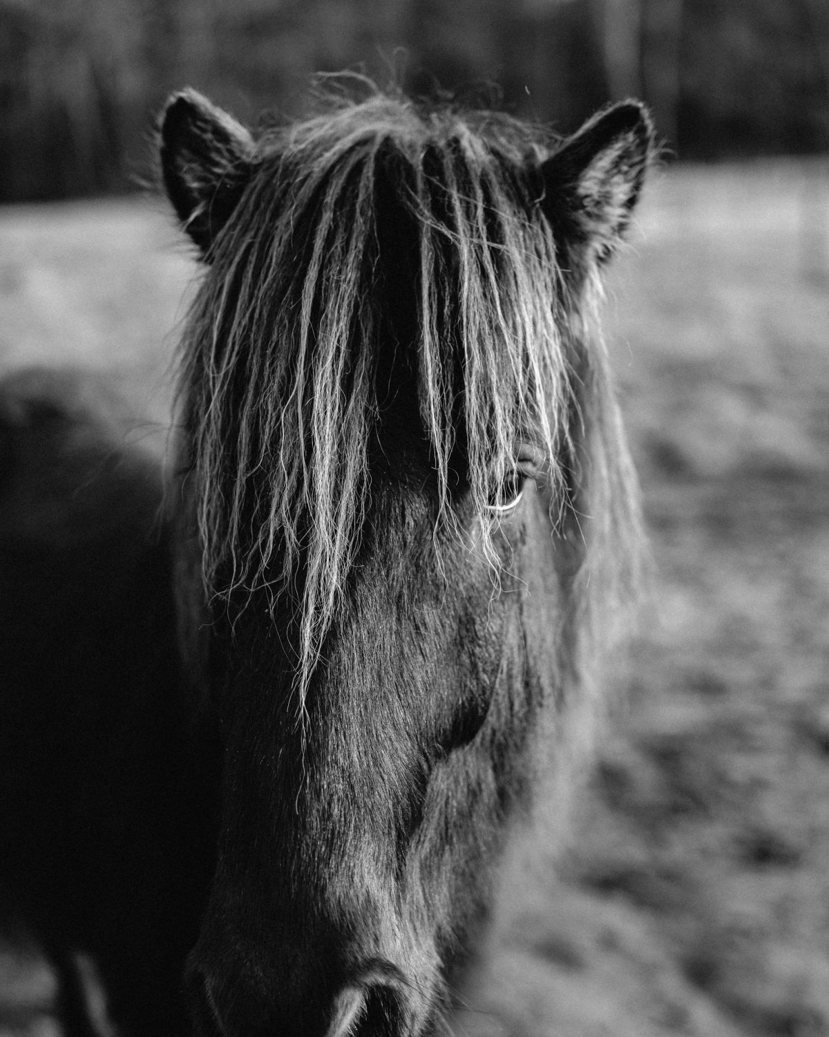 Belle de Nuit in black and white