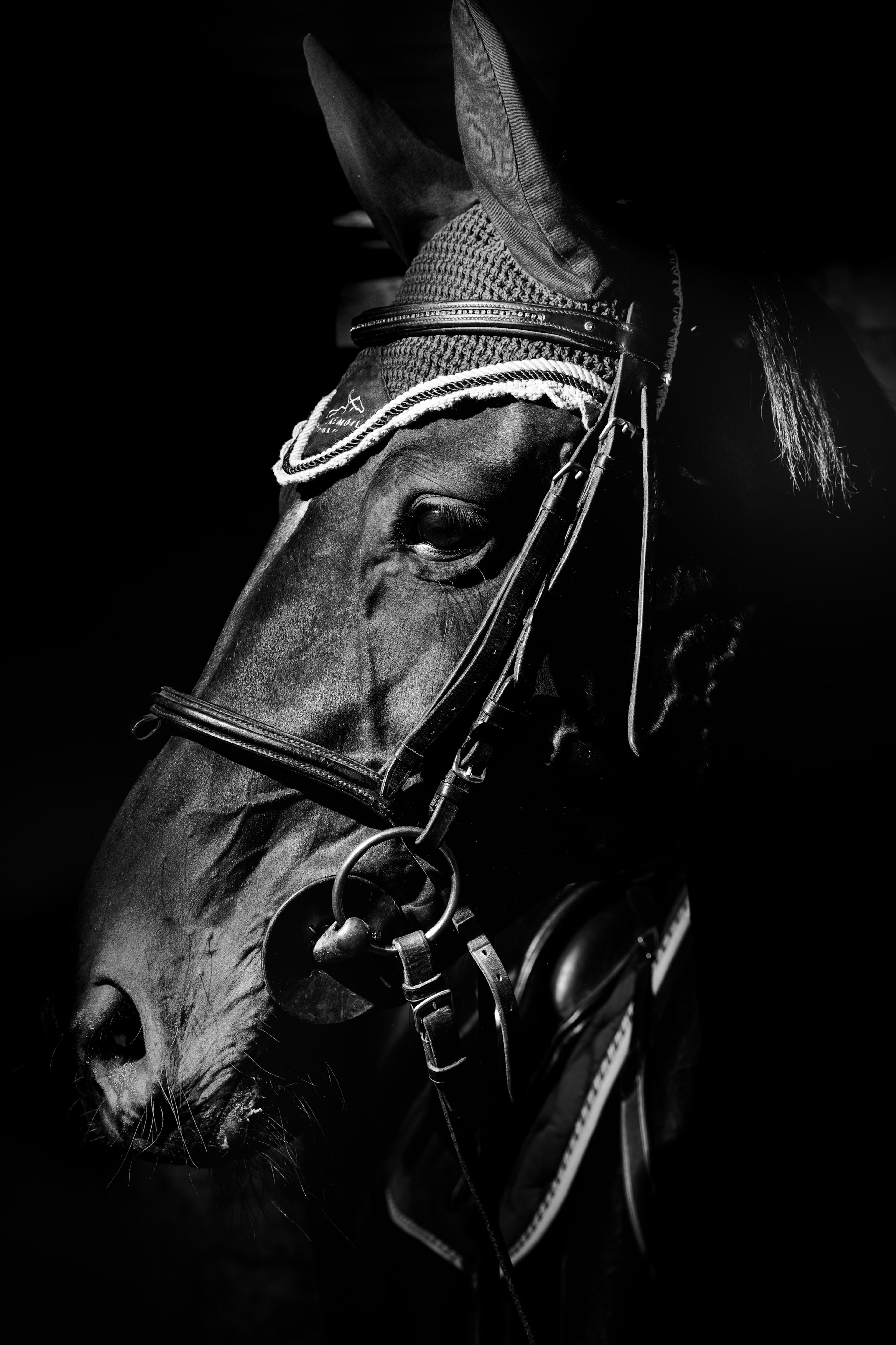 A black horse in a bridle, in black and white