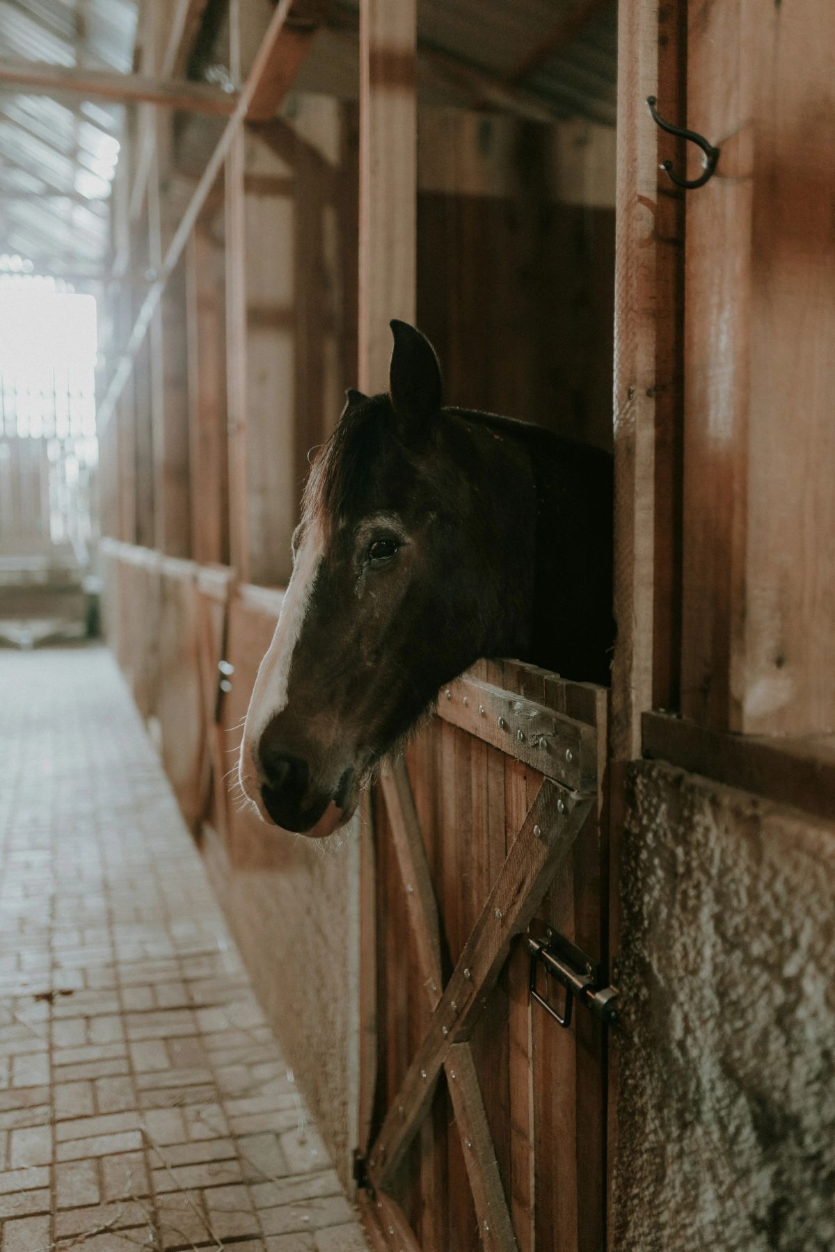 A horse looking out of a wooden stable door