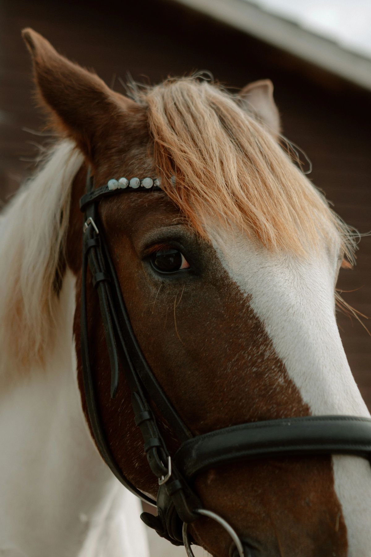 Maréchal in a beaded leather bridle