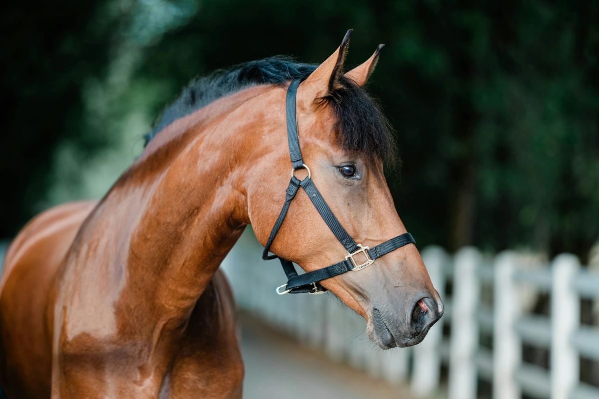 Maréchal, a bay stallion in a leather halter