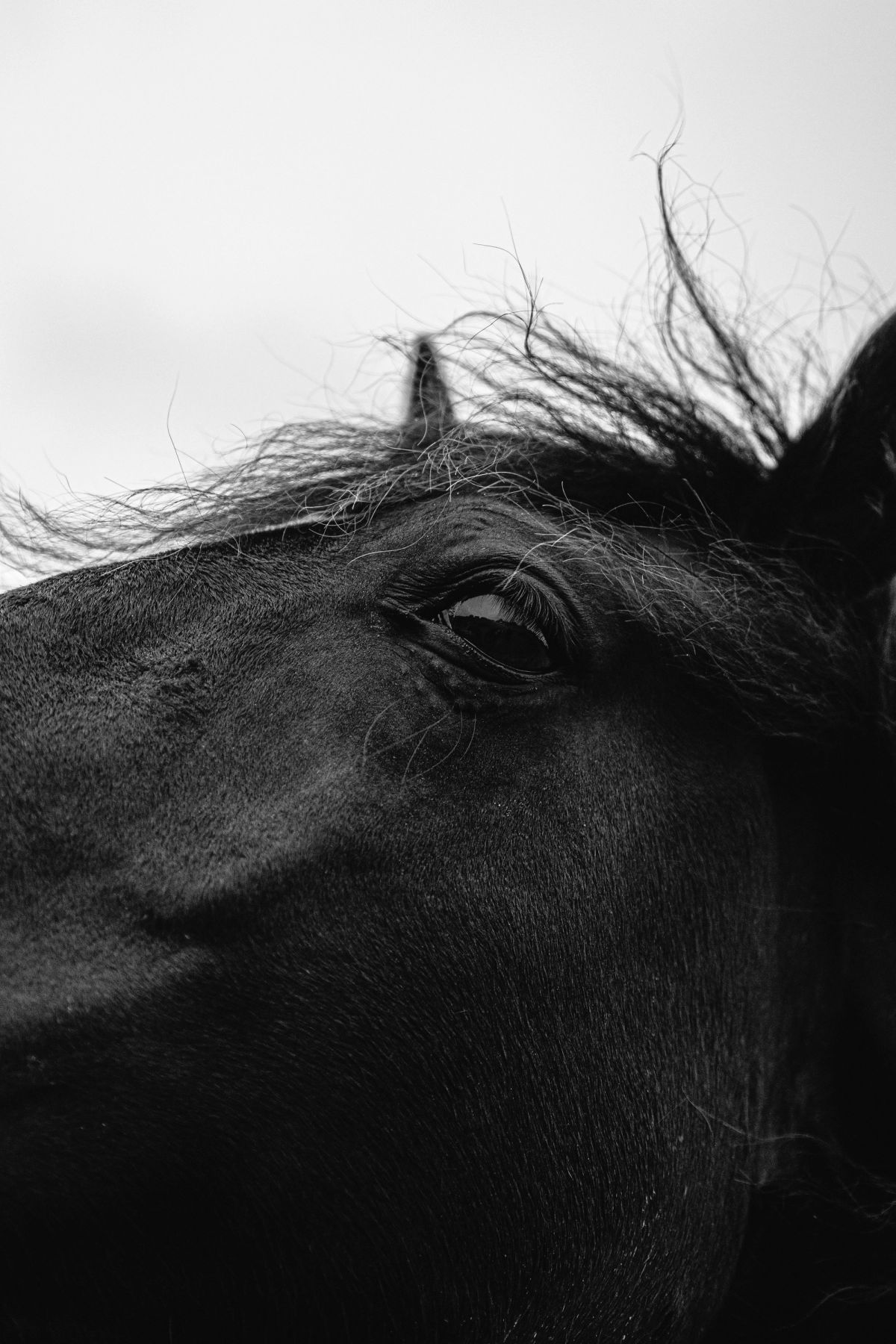 Close-up of Valerian's mane and eye