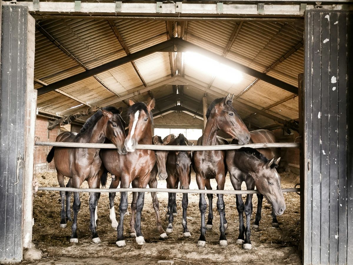 Horses in the barn doorway