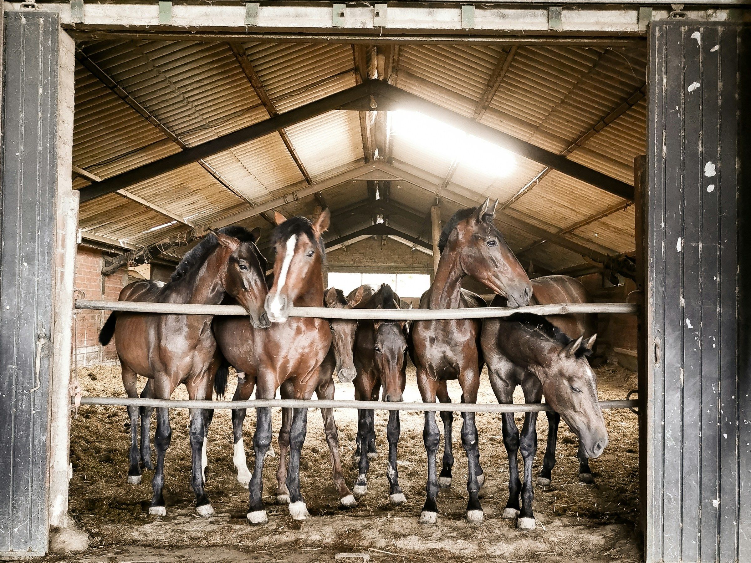 Horses in the barn doorway