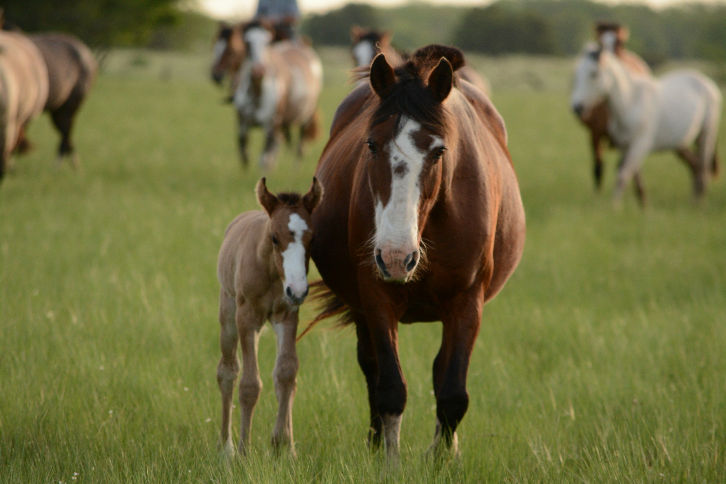 A mare and her foal walking towards the camera