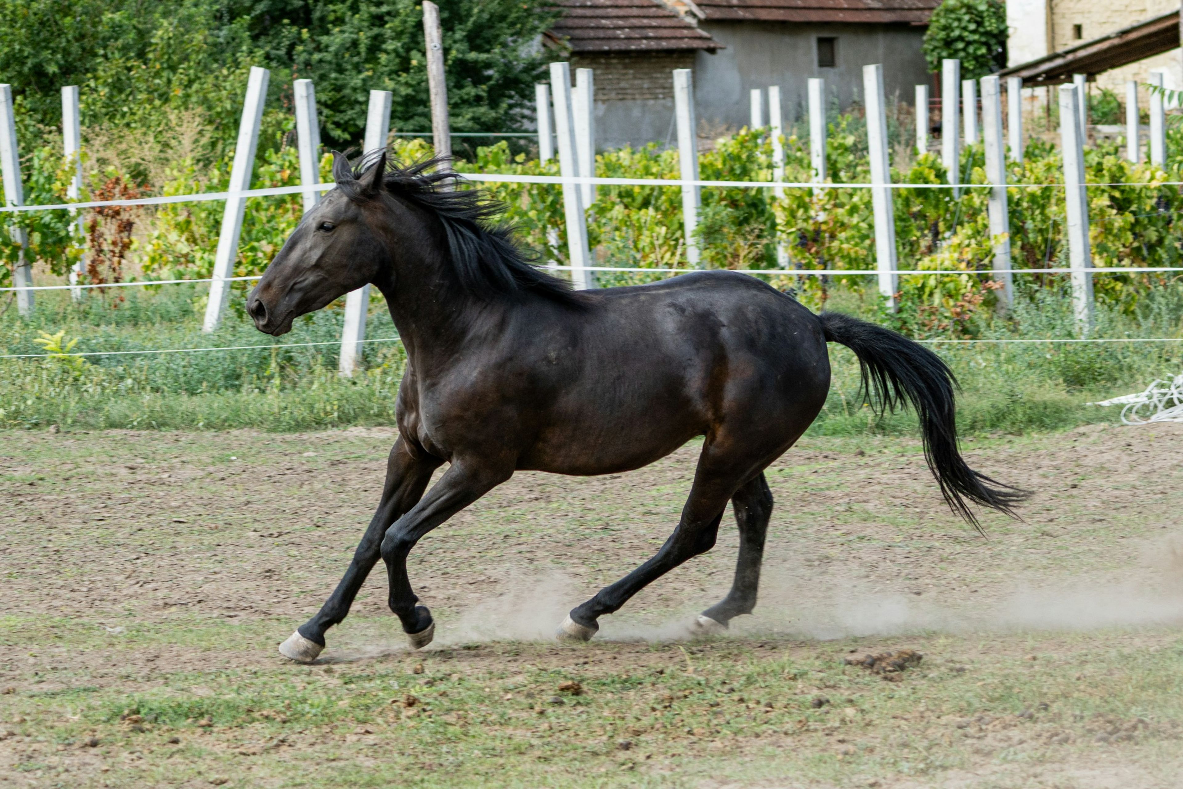 A young black horse cantering loose