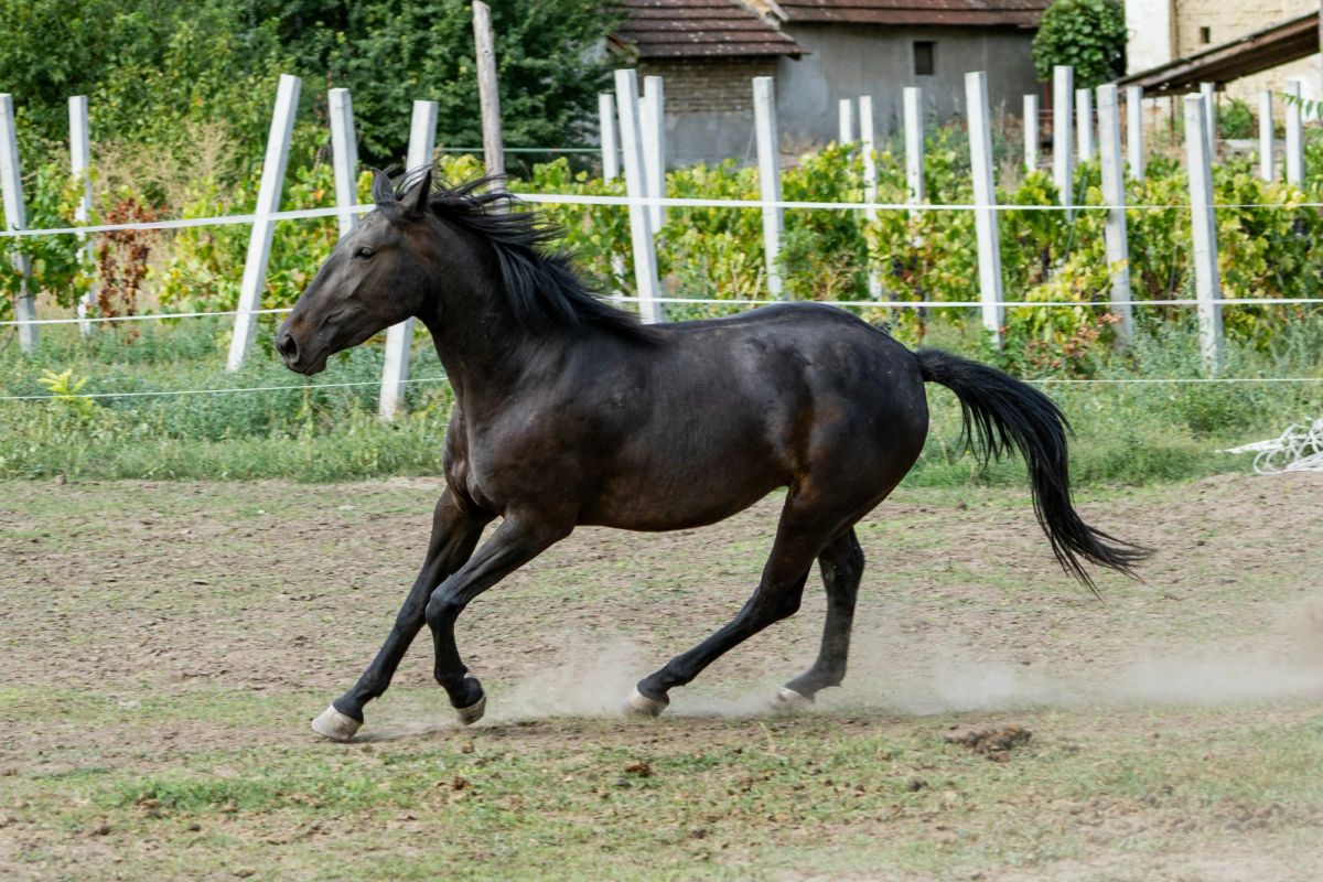 A young black horse cantering loose