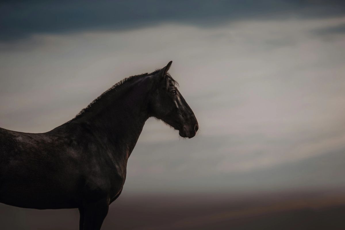 A black stallion against an evening sky