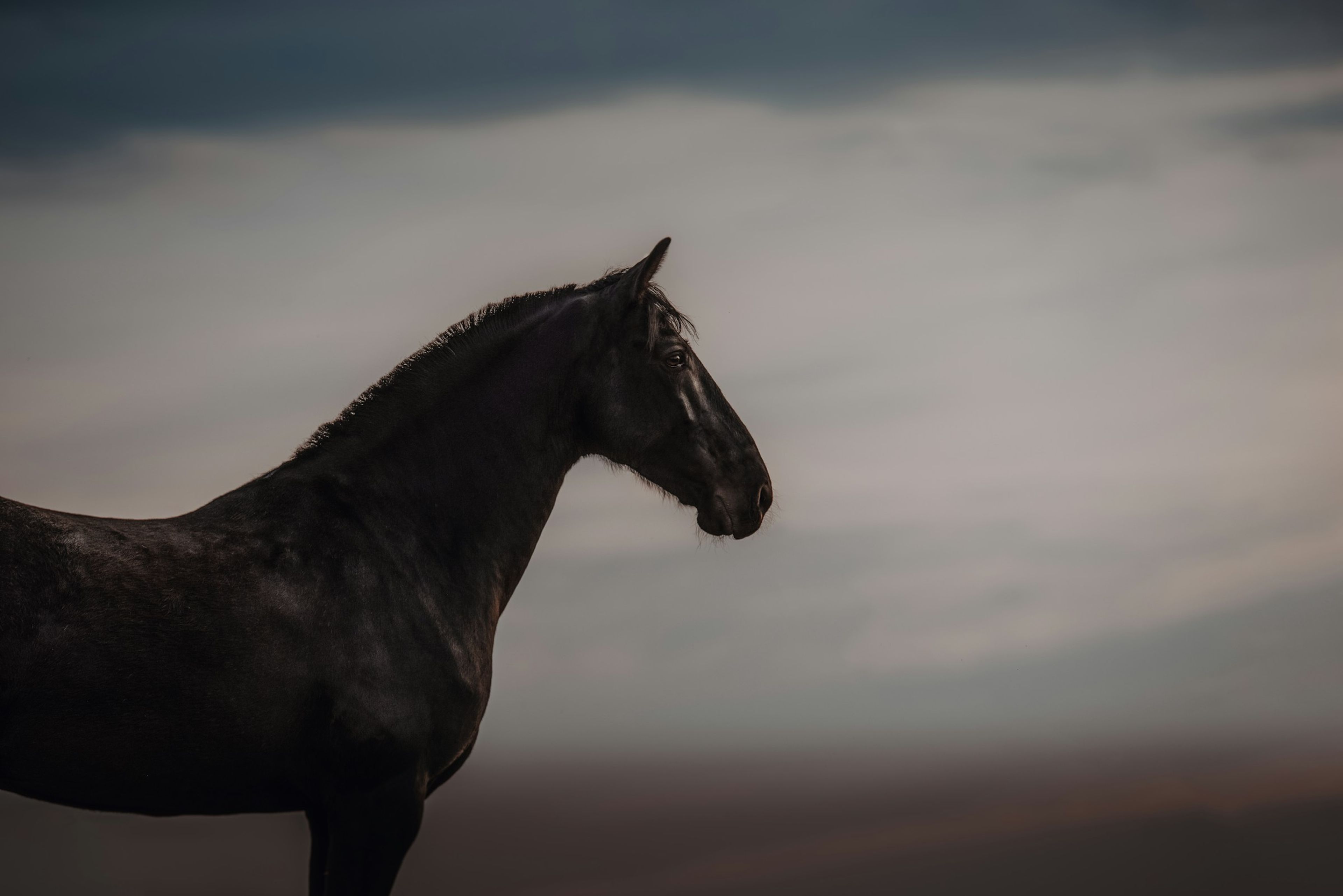 A black stallion against an evening sky