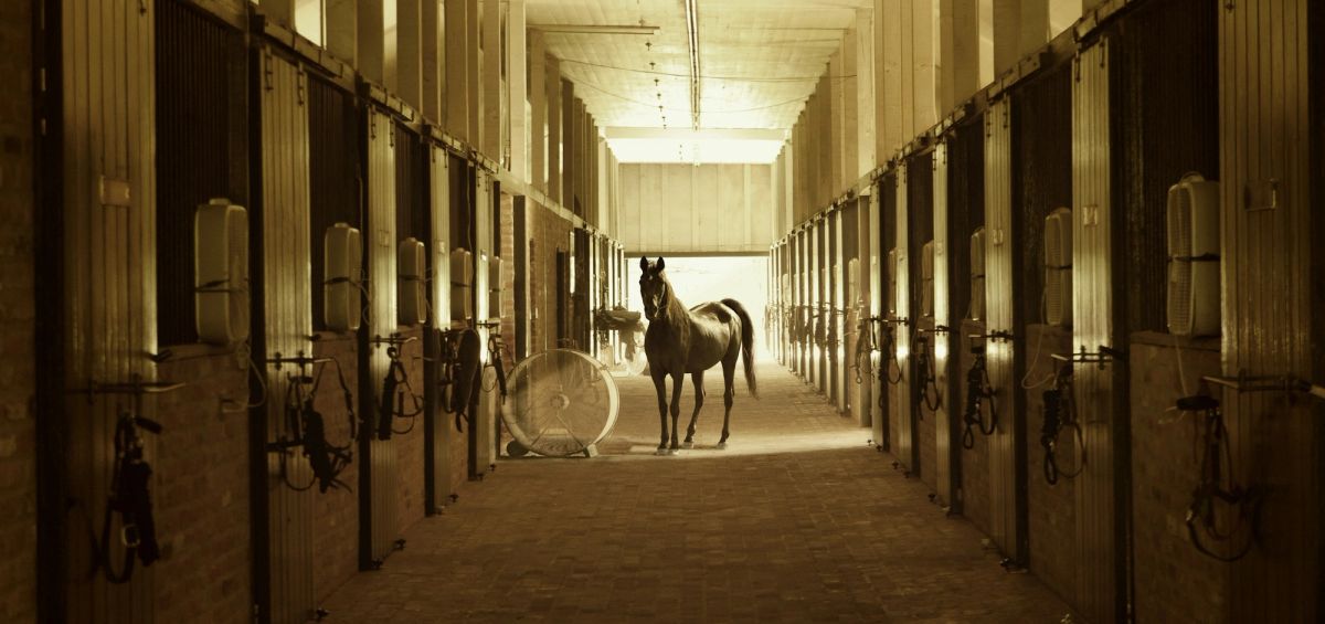 The long stable corridor in warm afternoon light