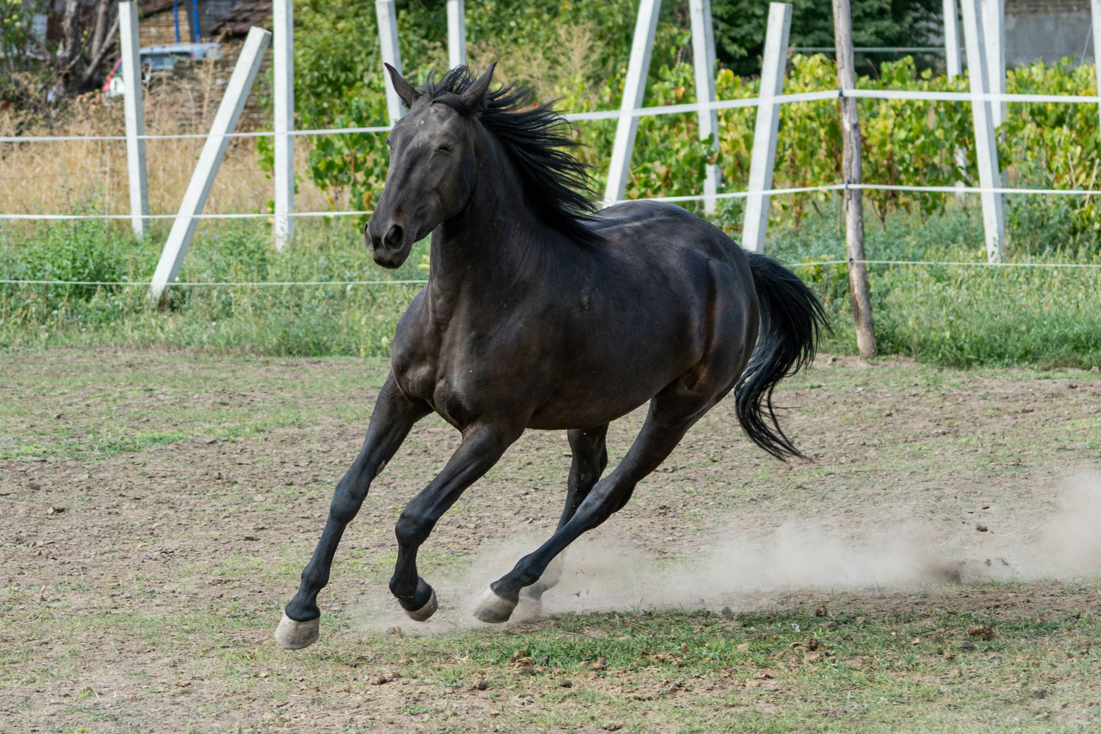 A young horse cantering