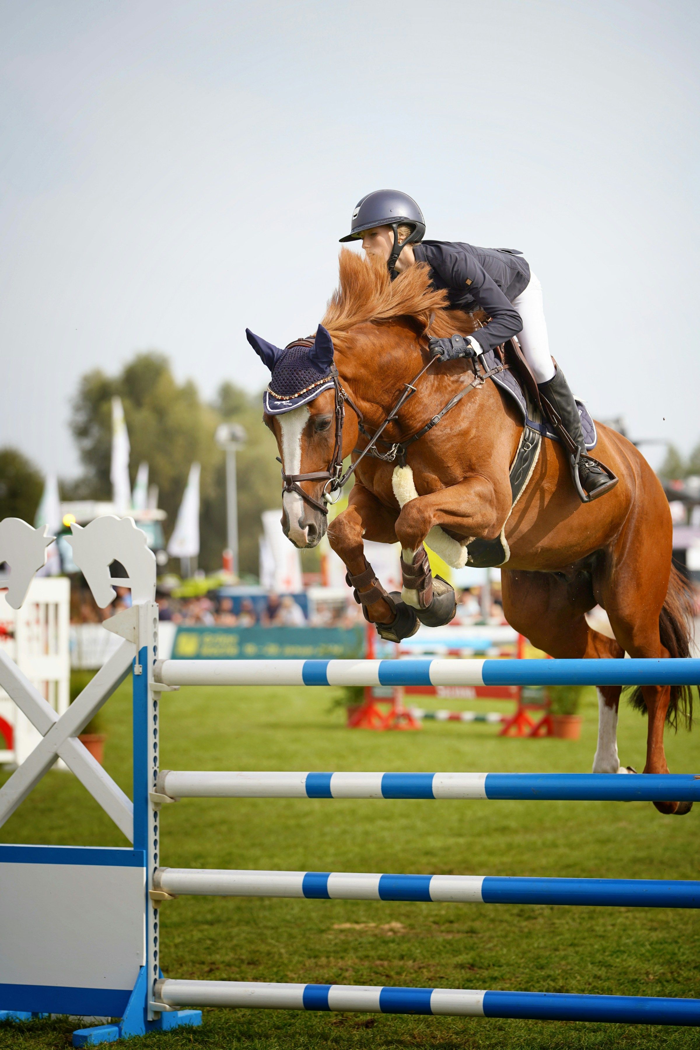 A horse jumping a blue and white oxer