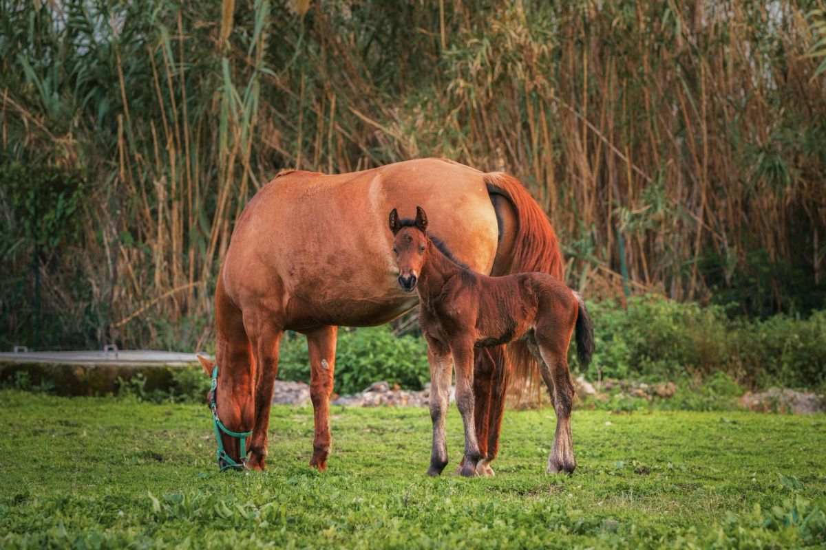 A mare and foal grazing