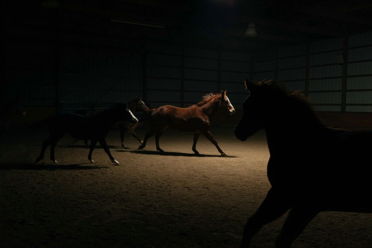 Horses moving through the indoor arena at night