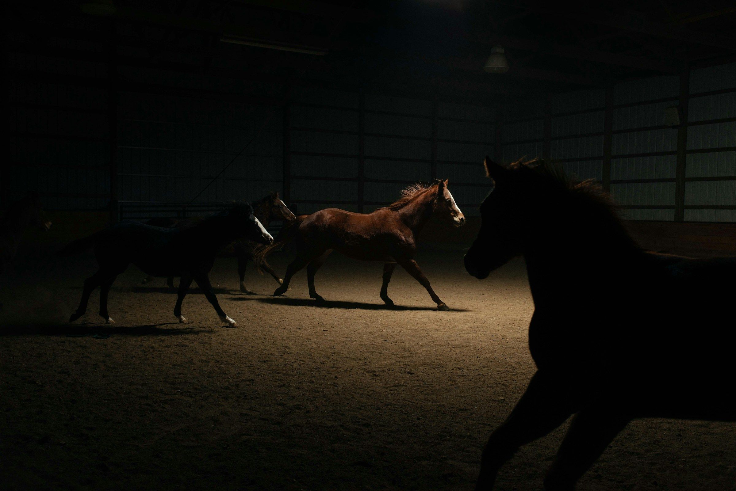 Horses moving through the indoor arena at night