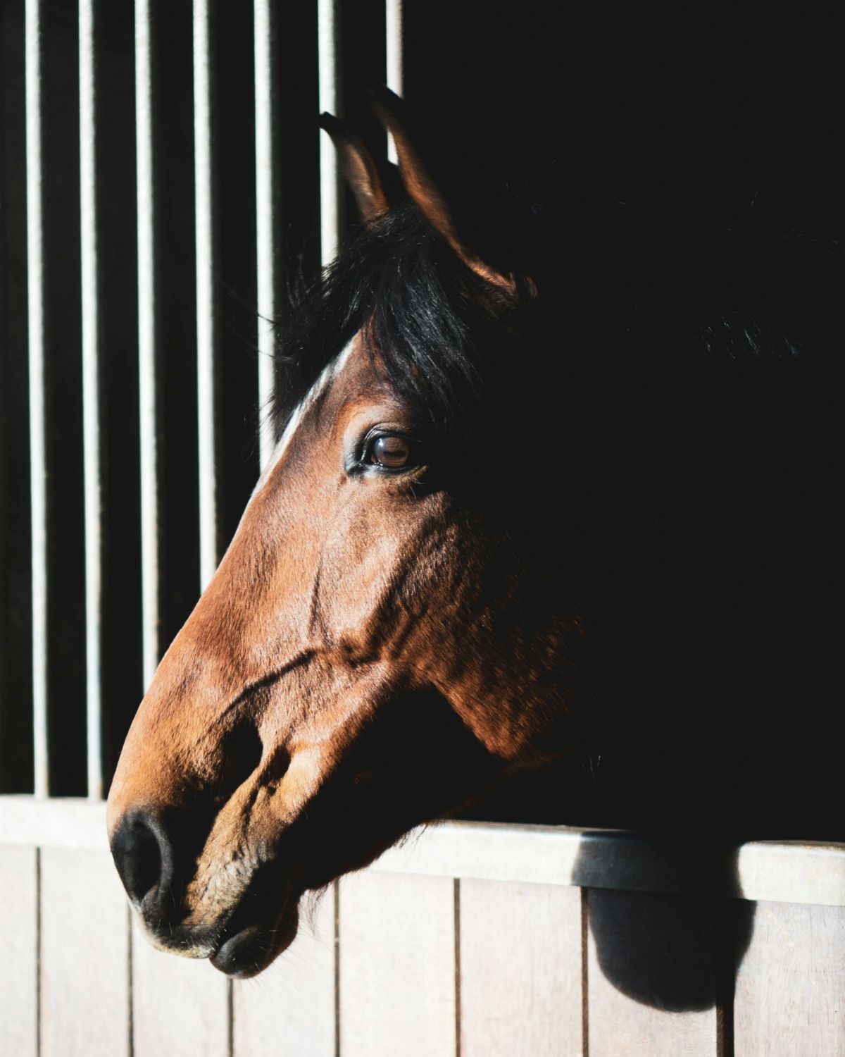 A bay horse looking out over a stable door