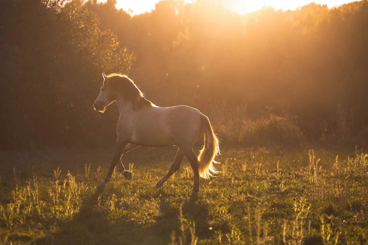A grey horse galloping through golden grass at sunset