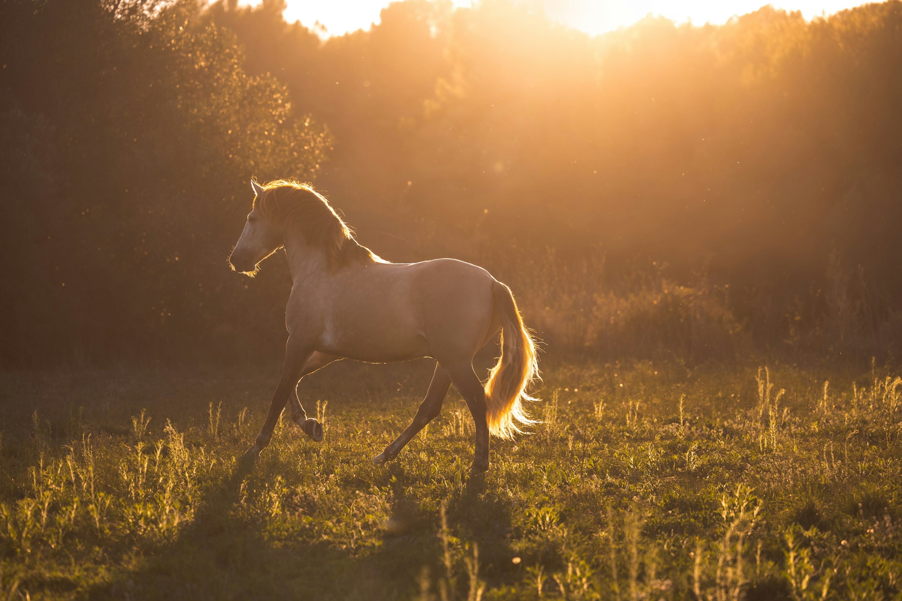 A grey horse galloping through golden grass at sunset