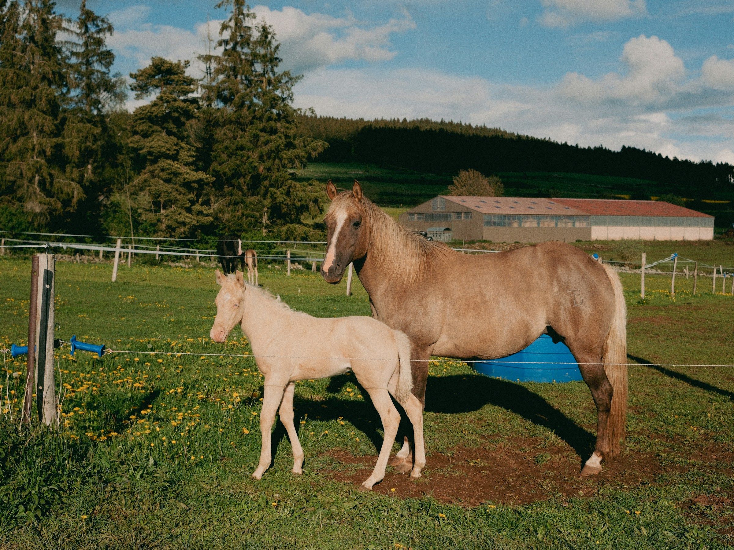 Séraphine and foal in the paddock