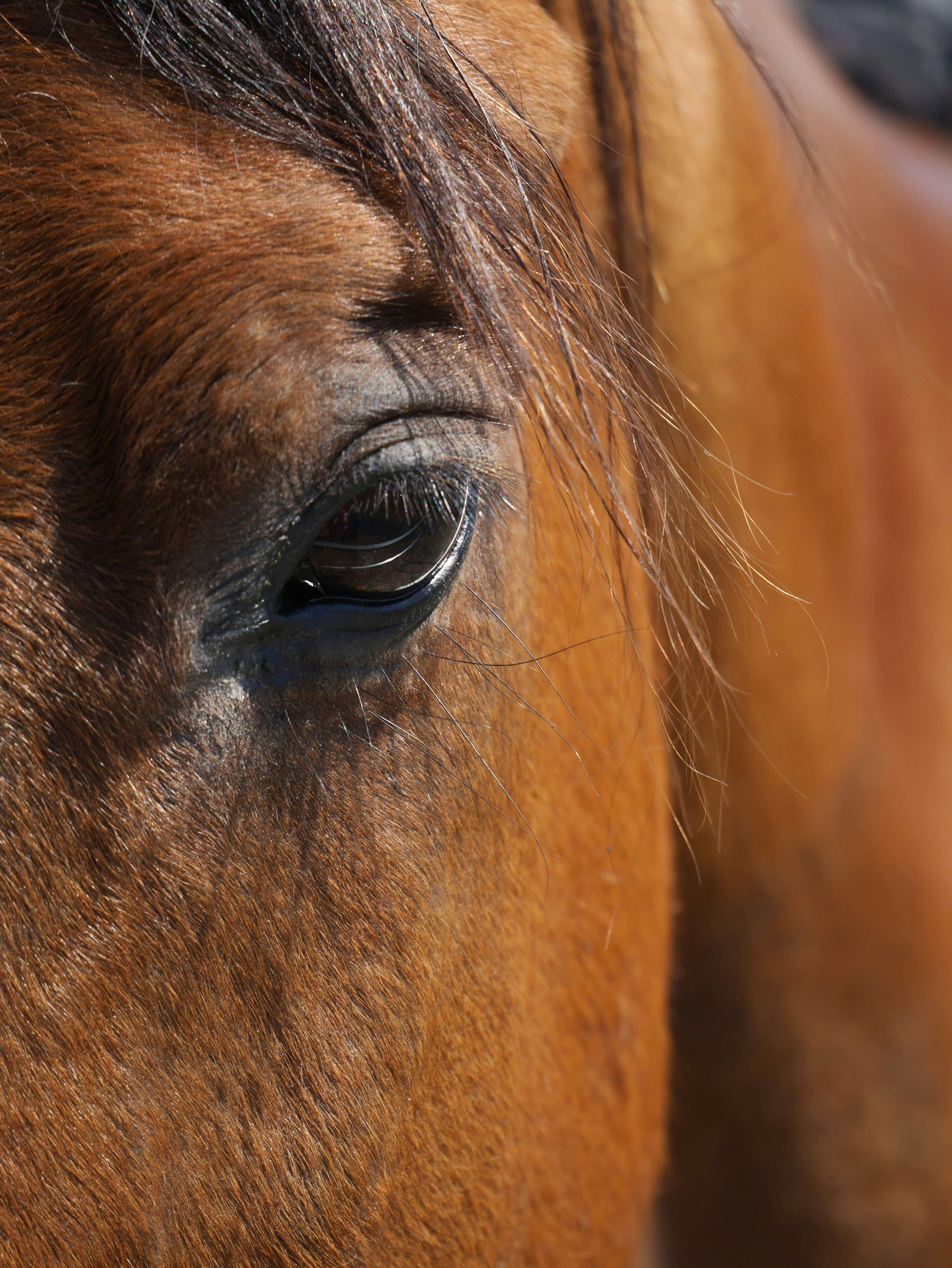 Close-up of Maréchal's eye