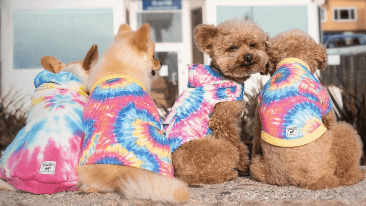 Adorable dogs in tie-dye shirts