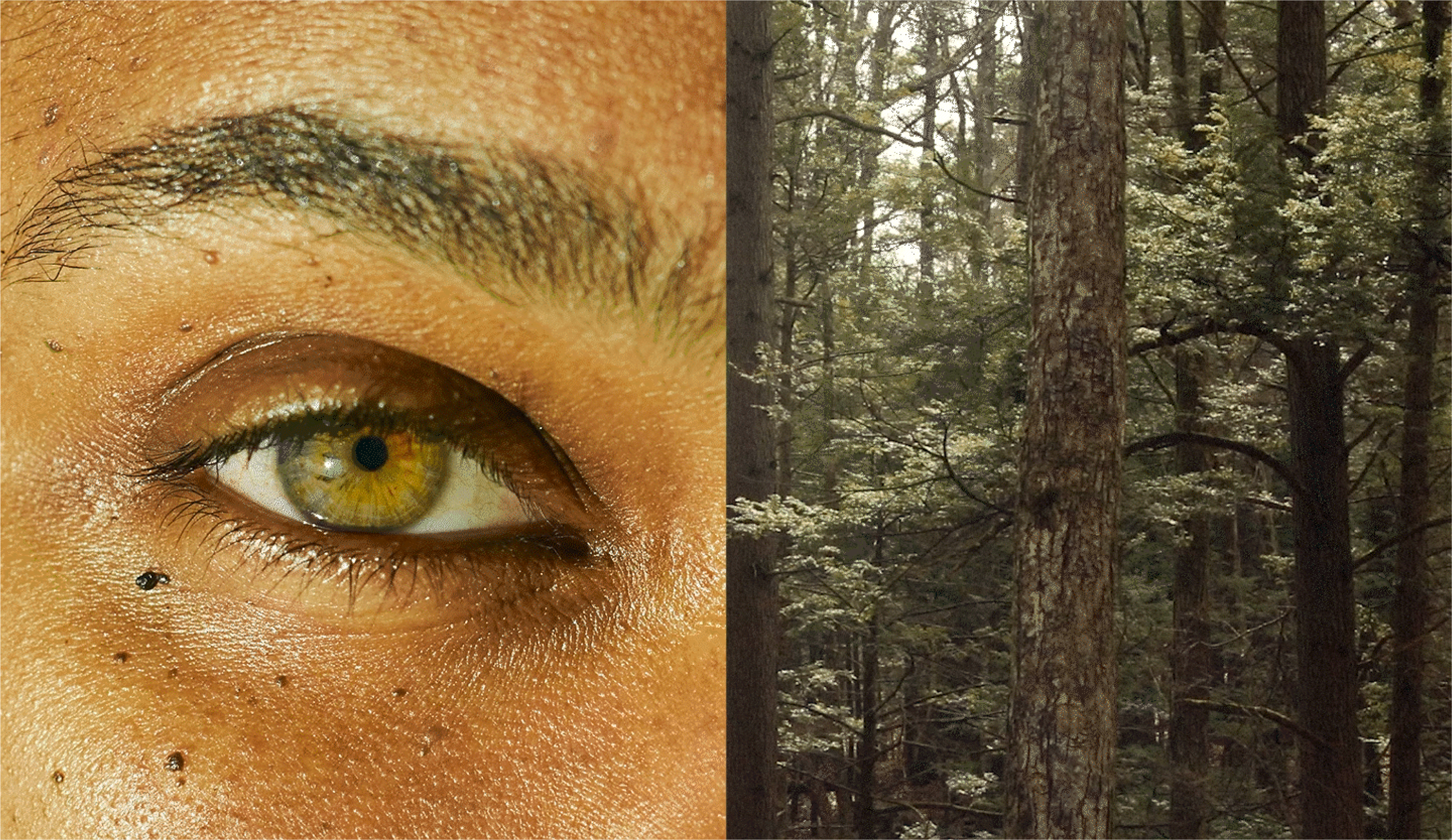 Diptych of a human eye and a forest