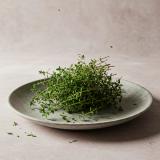 Thyme