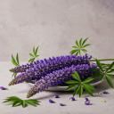 Lupins